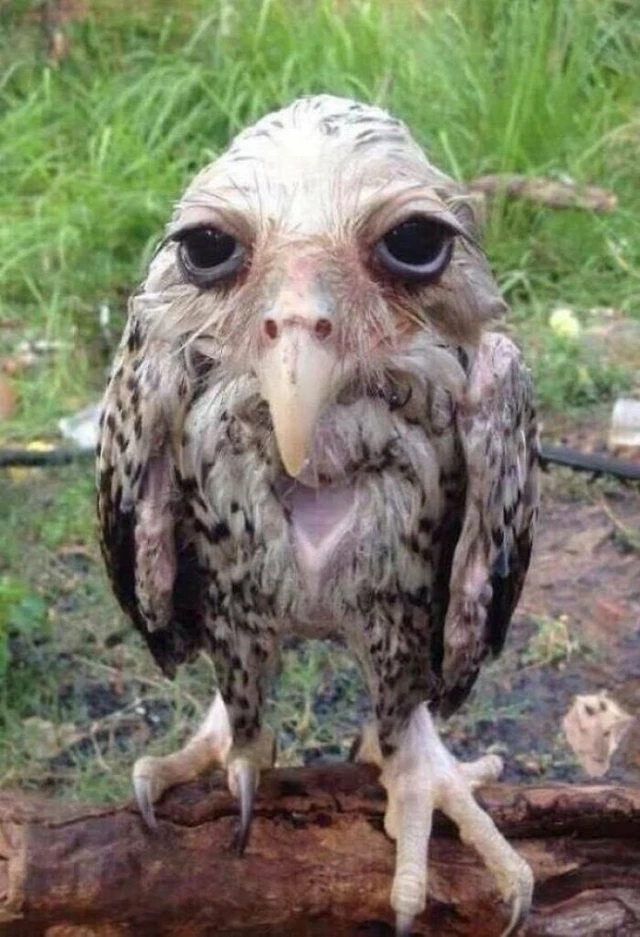 this is an owl, a soaking wet owl r/Damnthatsinteresting