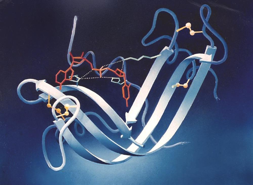 “Ribonuclease S” by Irving Geis (1991) r/ScientificArt