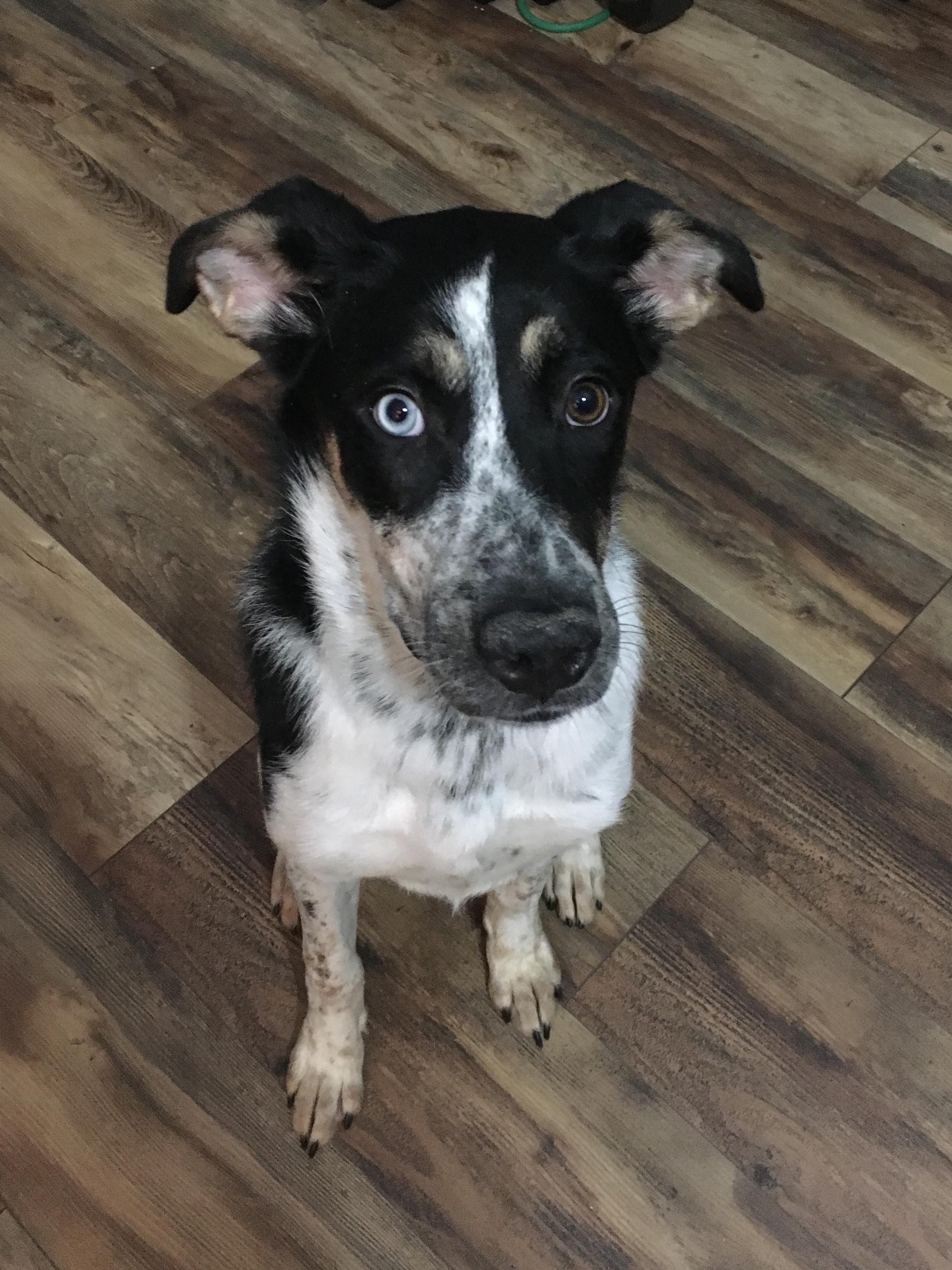 Hey Reddit, Meet Mila our rescue pup! She is a 7 month old Australian