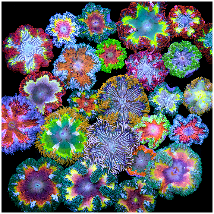 round of Rock Flower Anemones! r/ReefTank