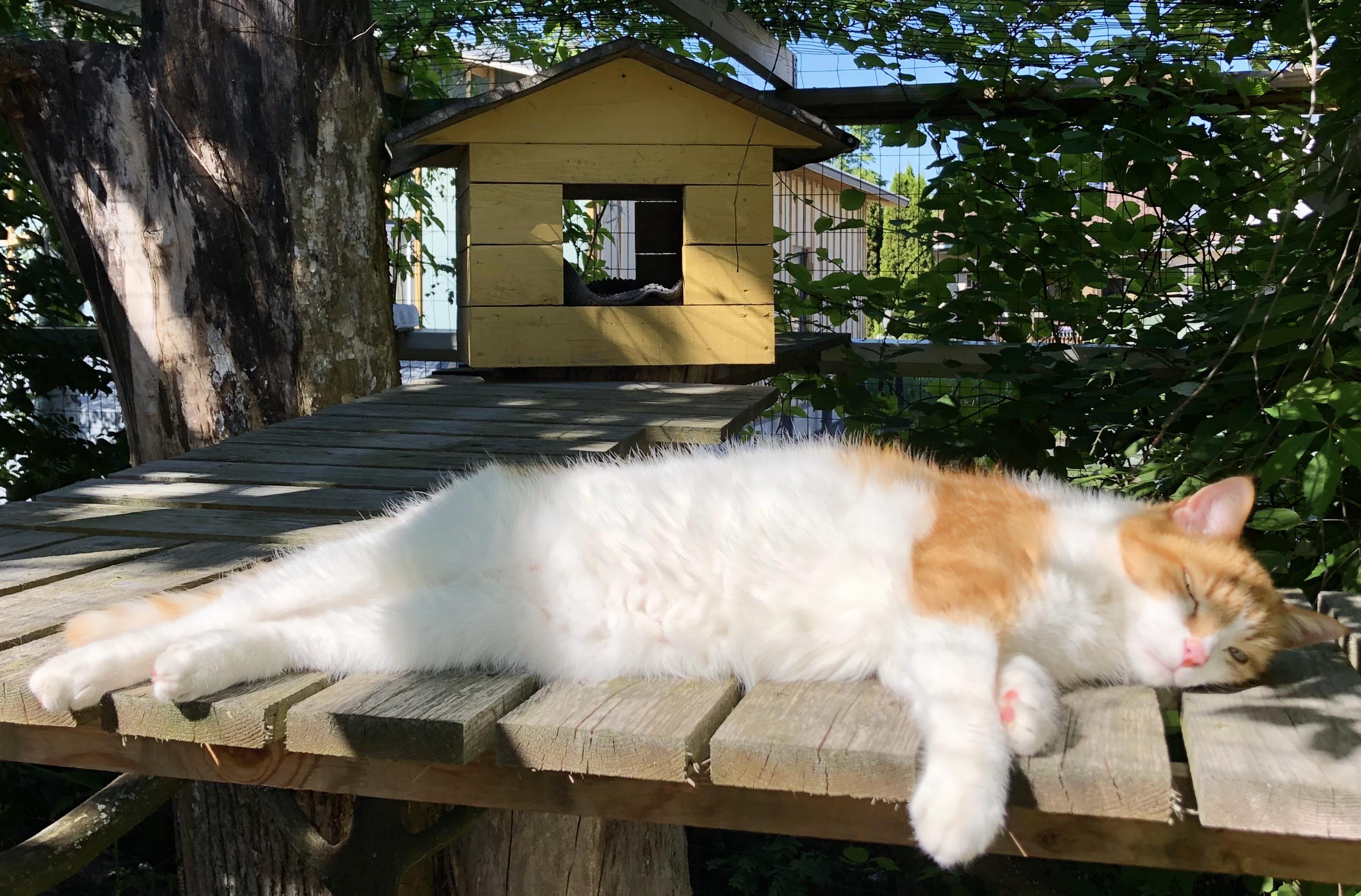 When it’s finally your summer vacation and you can about the cat business and just chill