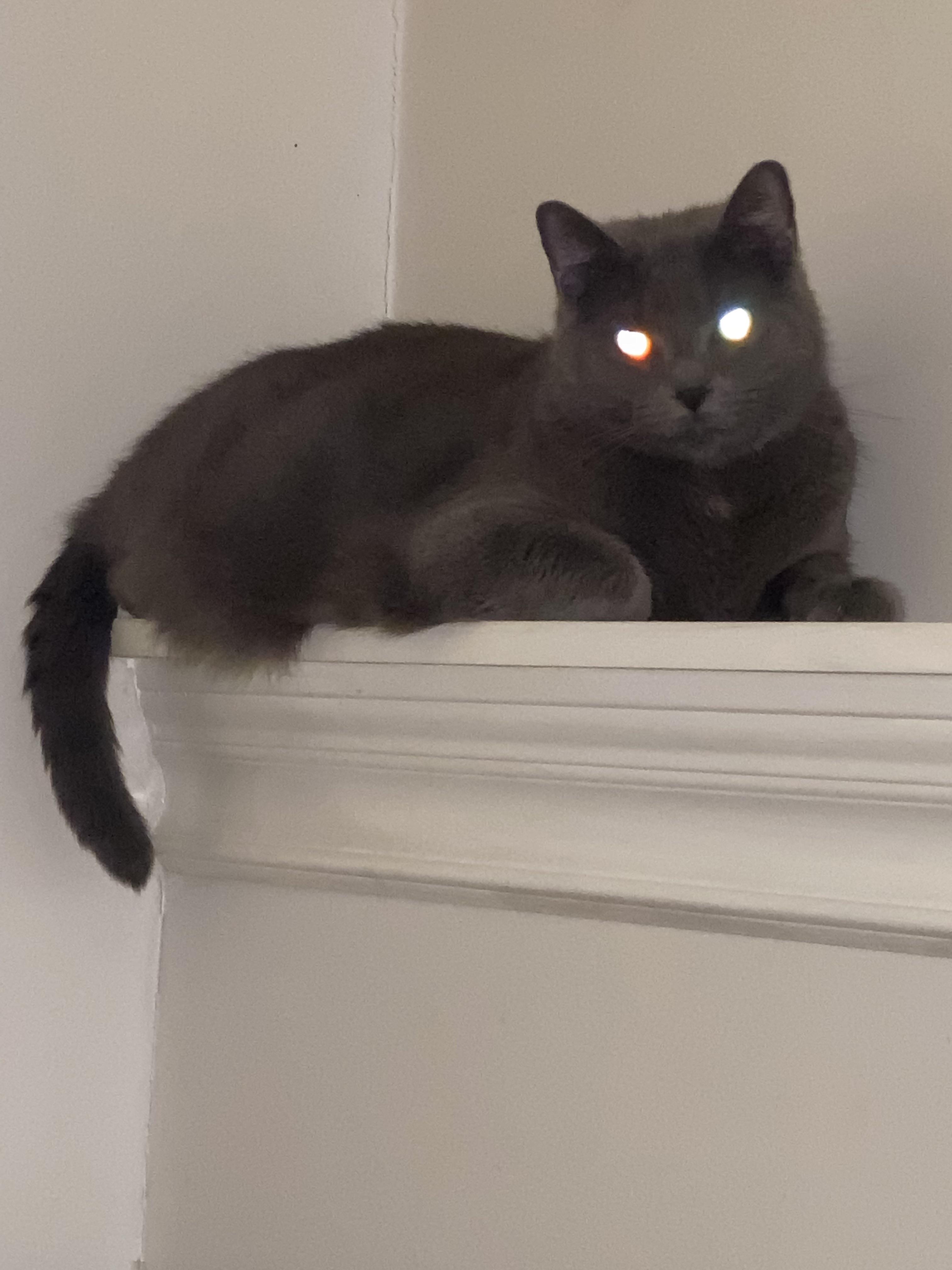 Our chubbytubby LightSkin says, “I shall get you with my laser beam