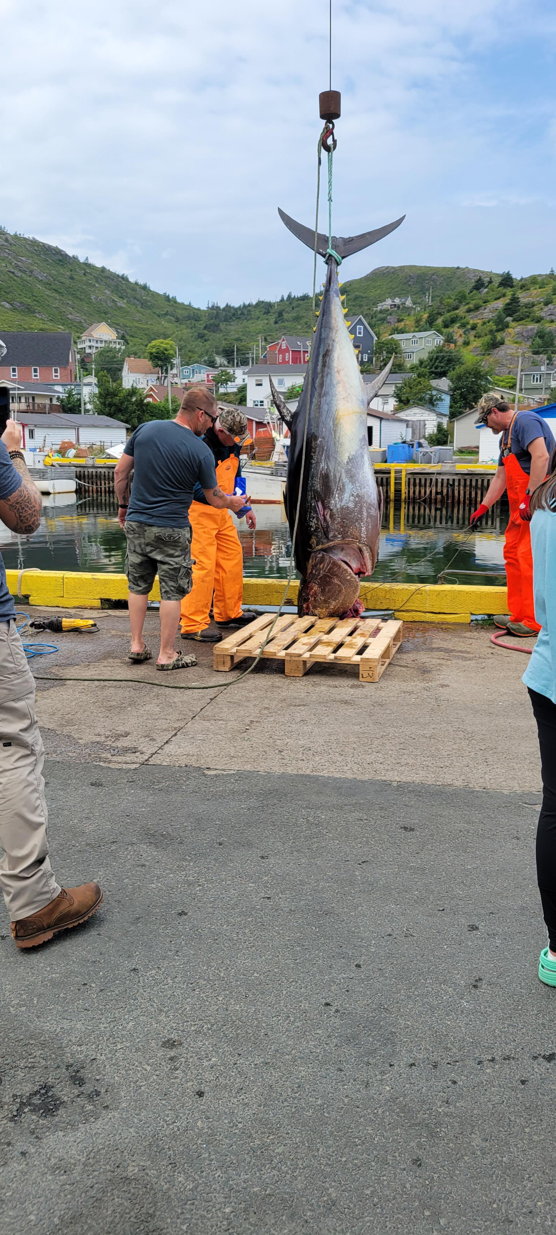 Today at Petty Harbour the fishermen caught this 800 lb tuna... perfect