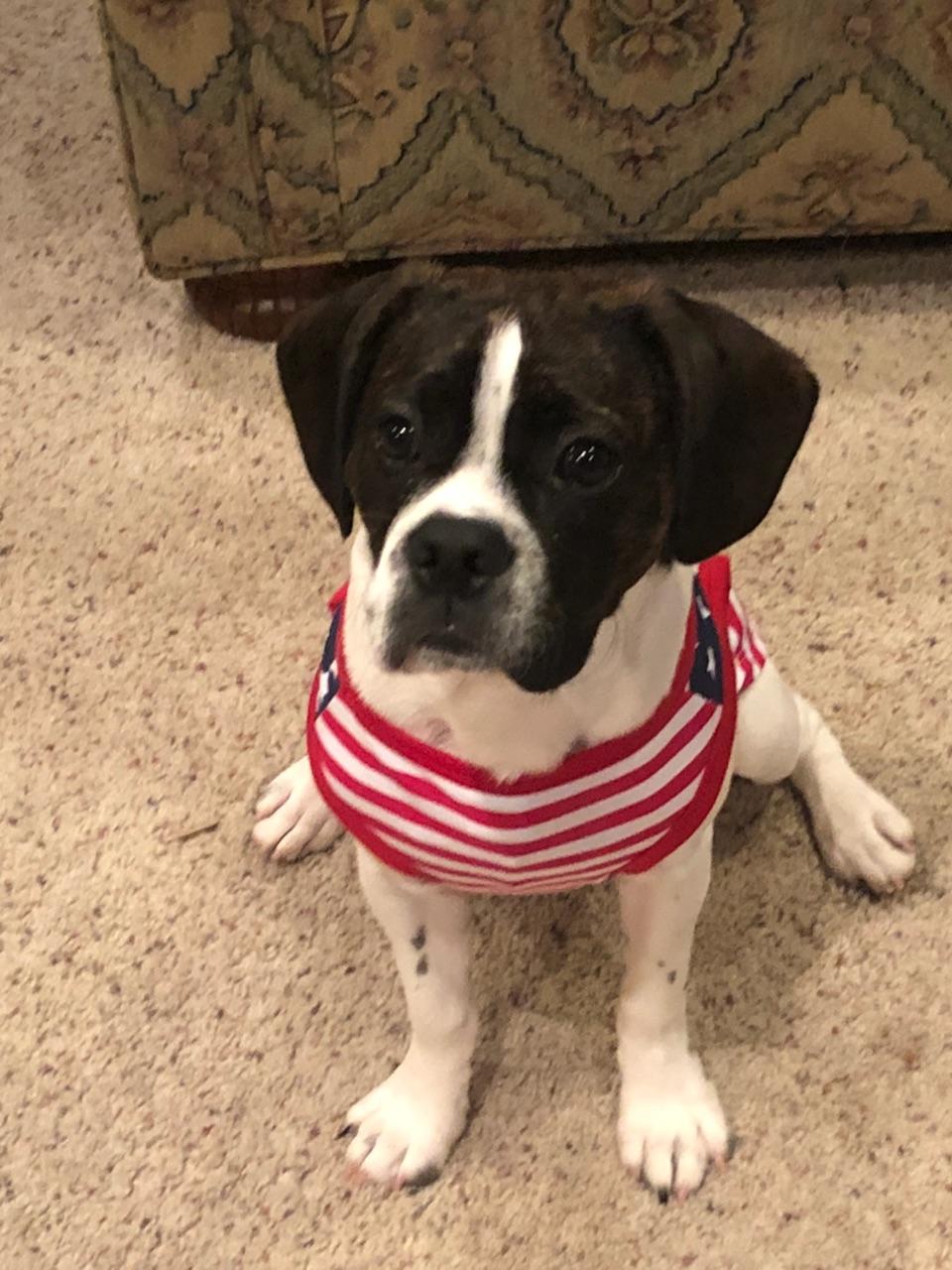 A Boston Cavalier, a hard to find mix between Boston