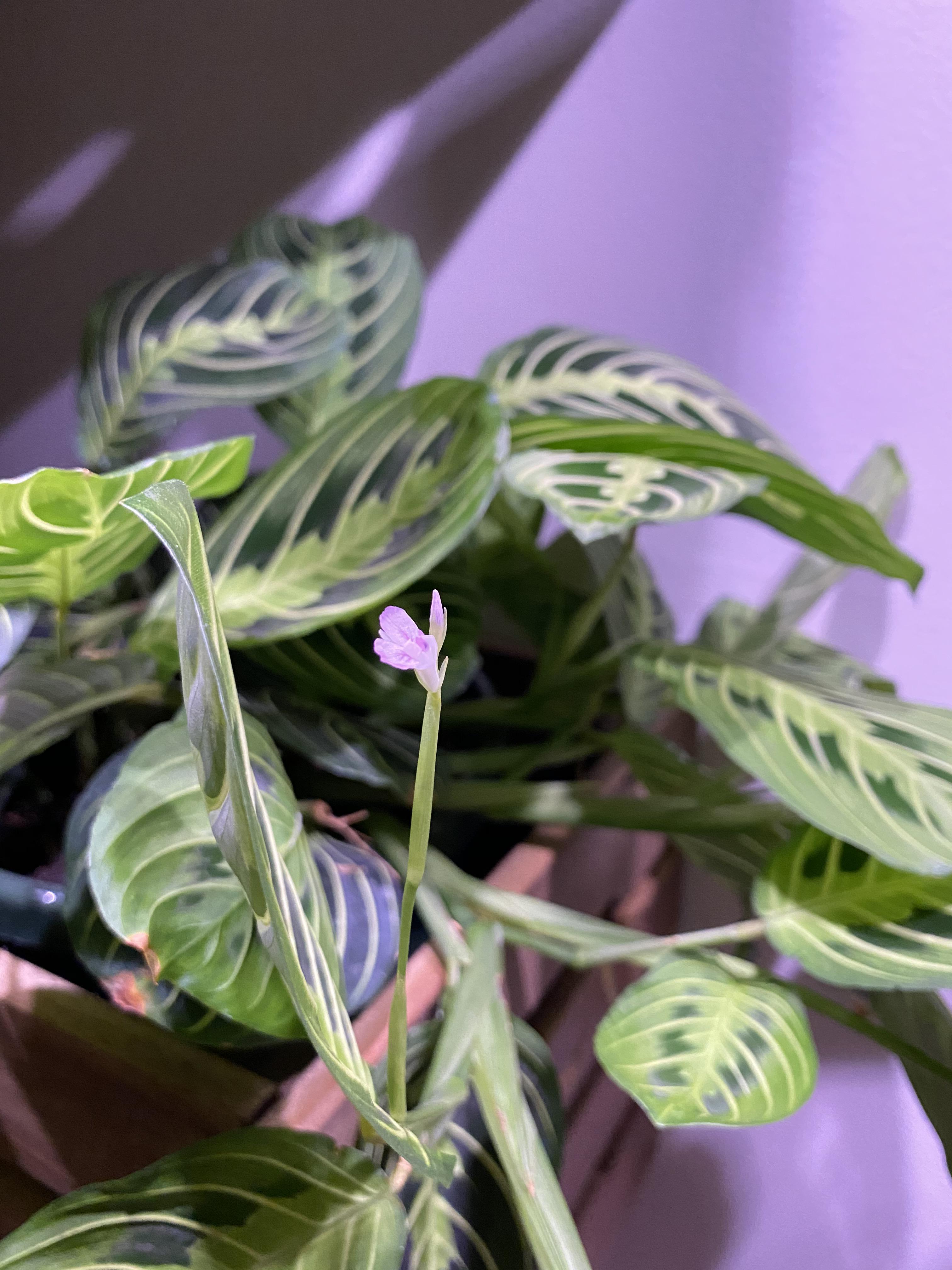 I was today years old when I learned that Prayer Plants flower r
