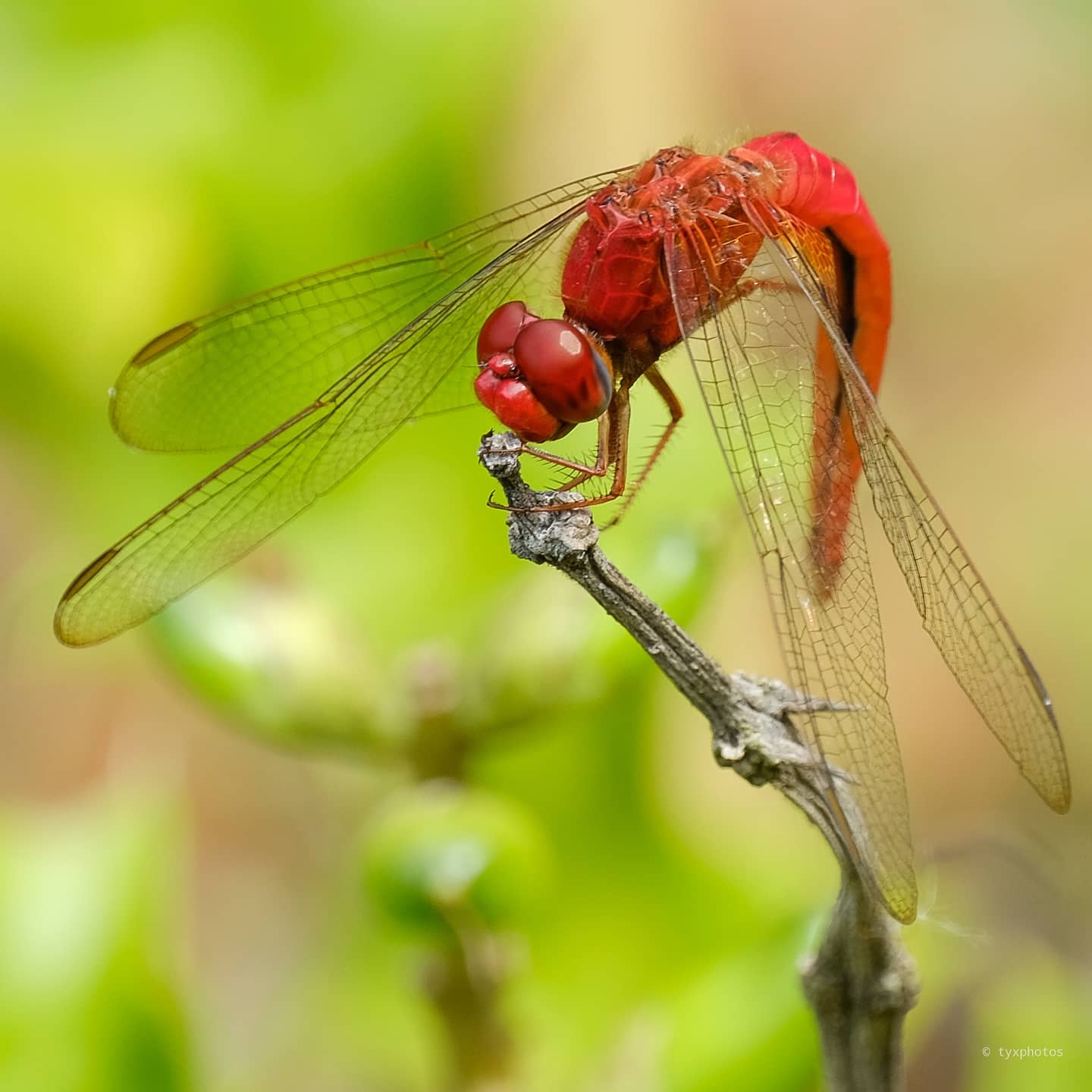 Crimson dragon(fly). XT2, 100400mm. r/fujifilm