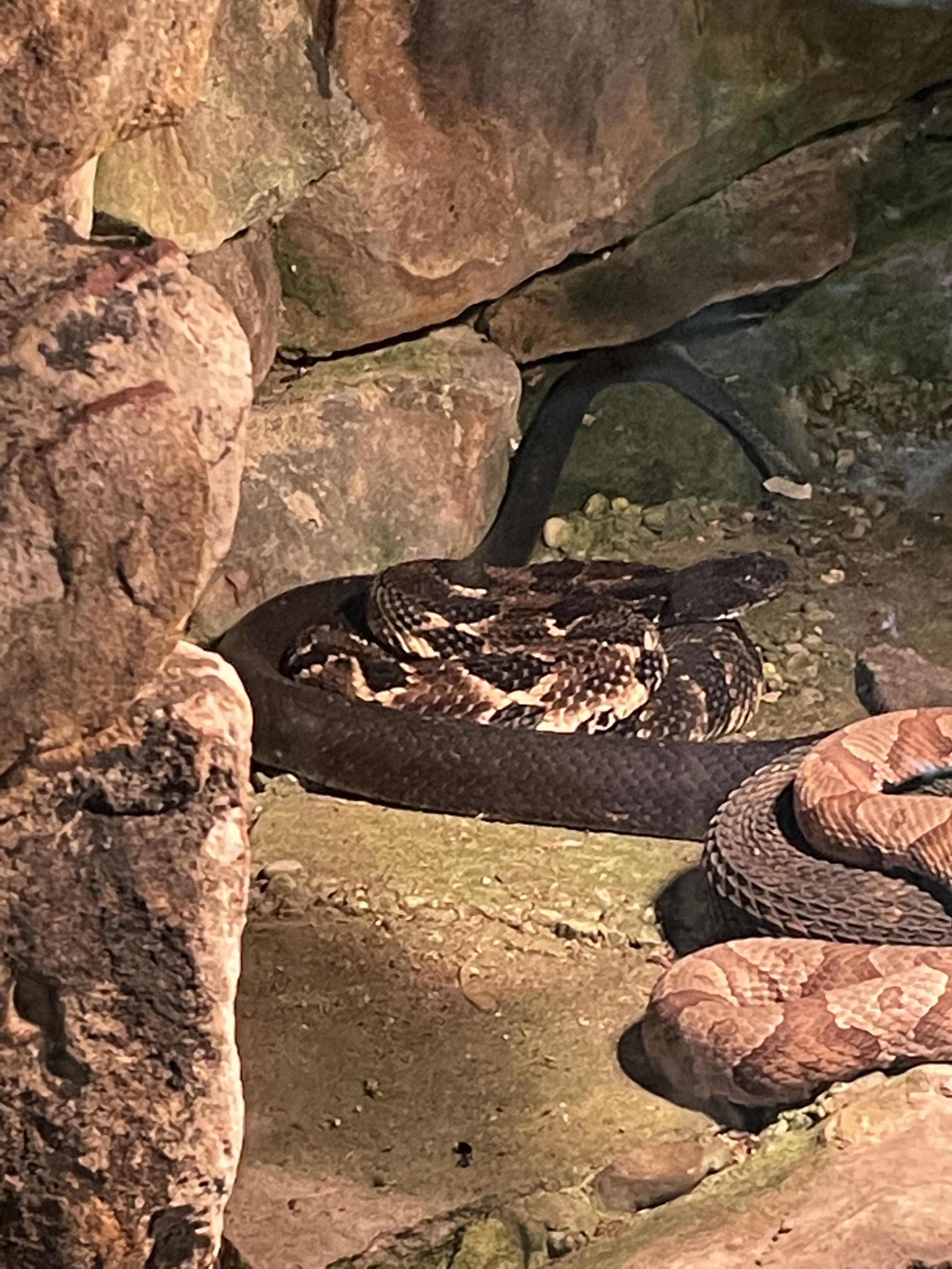 What is this snake [West Virginia] whatsthissnake