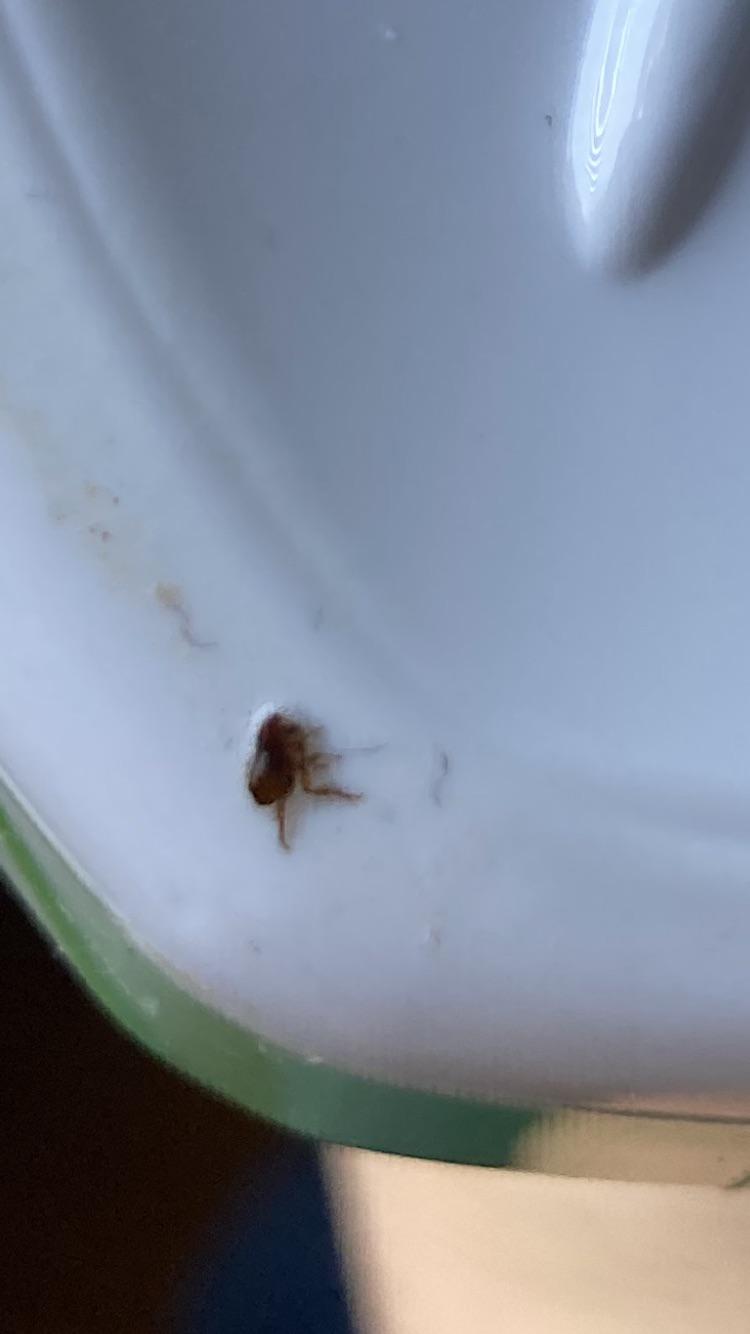 Bathroom infested with fleas. Does anyone know what type of fleas these