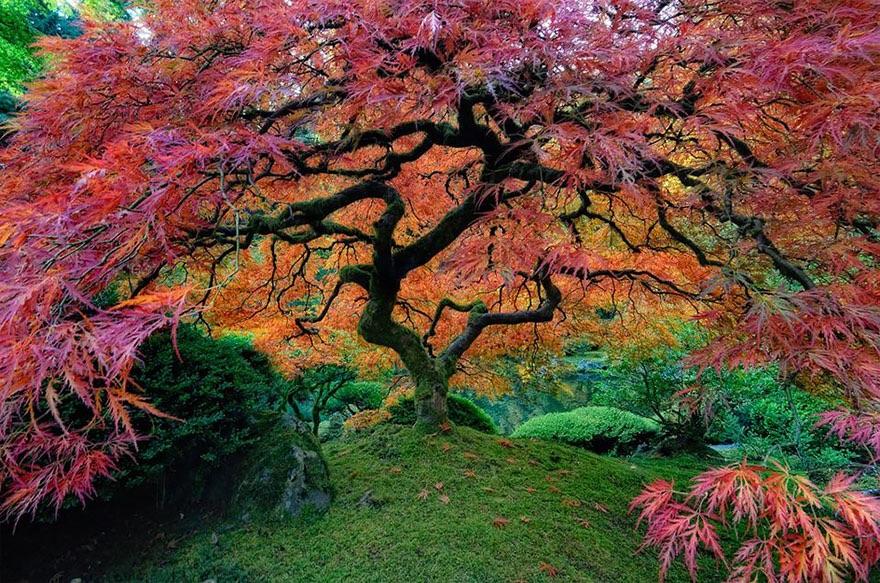 Amazing Japanese Maple in Portland Oregon pics