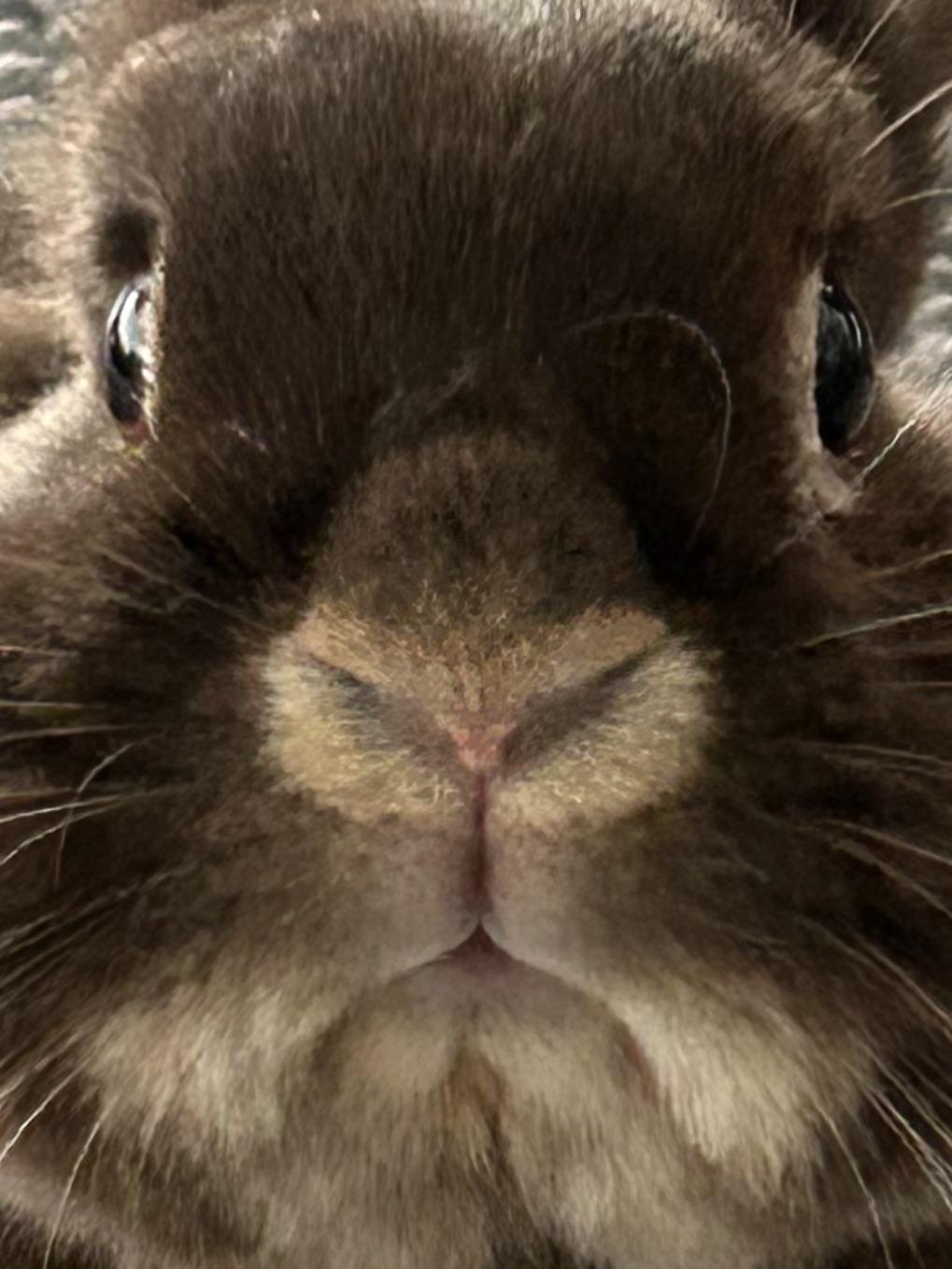 My rabbits have learned that when I baby talk, they usually get treats