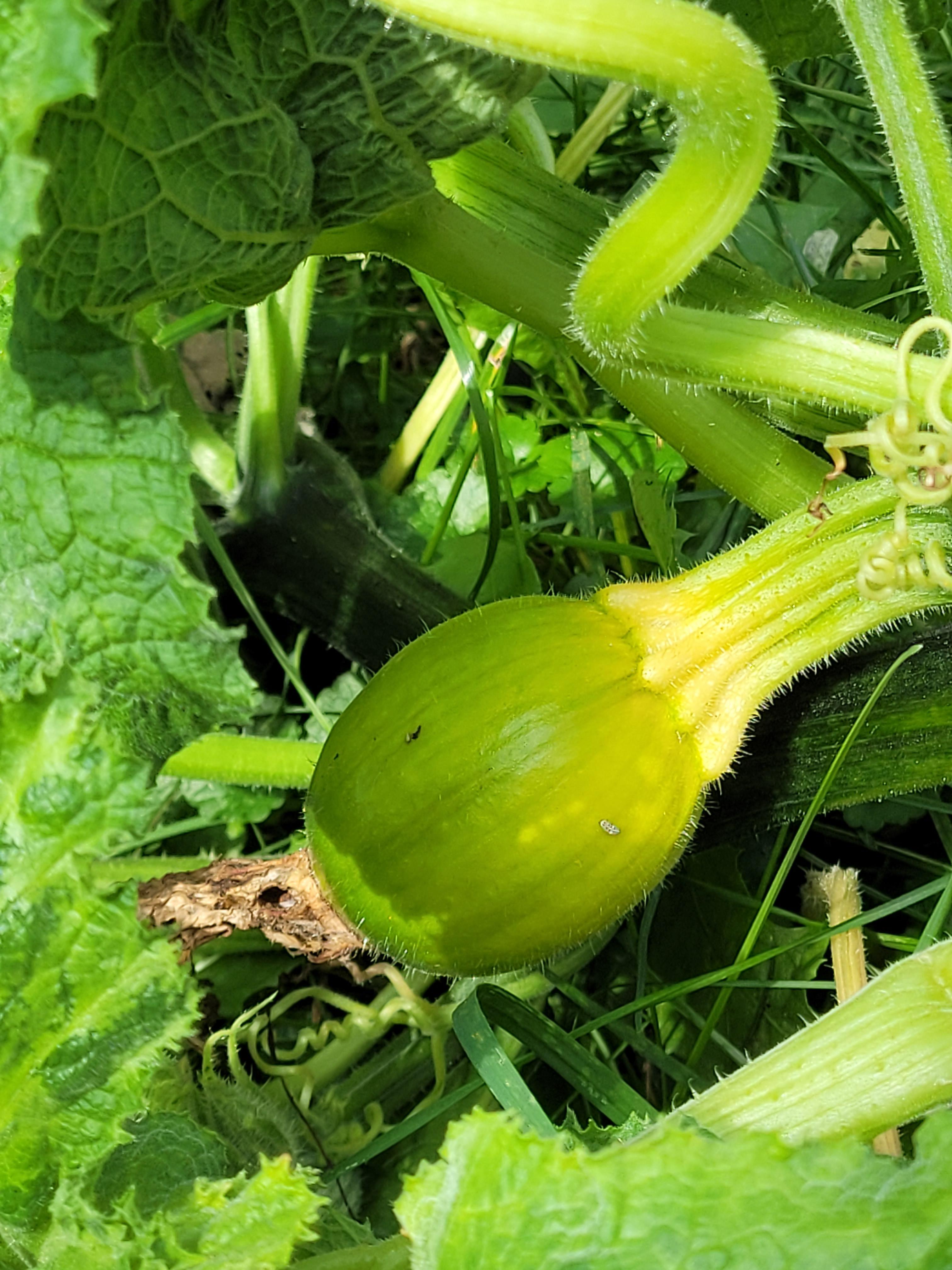 First time growing pumpkins 🎃 How can I tell if my female pumpkin