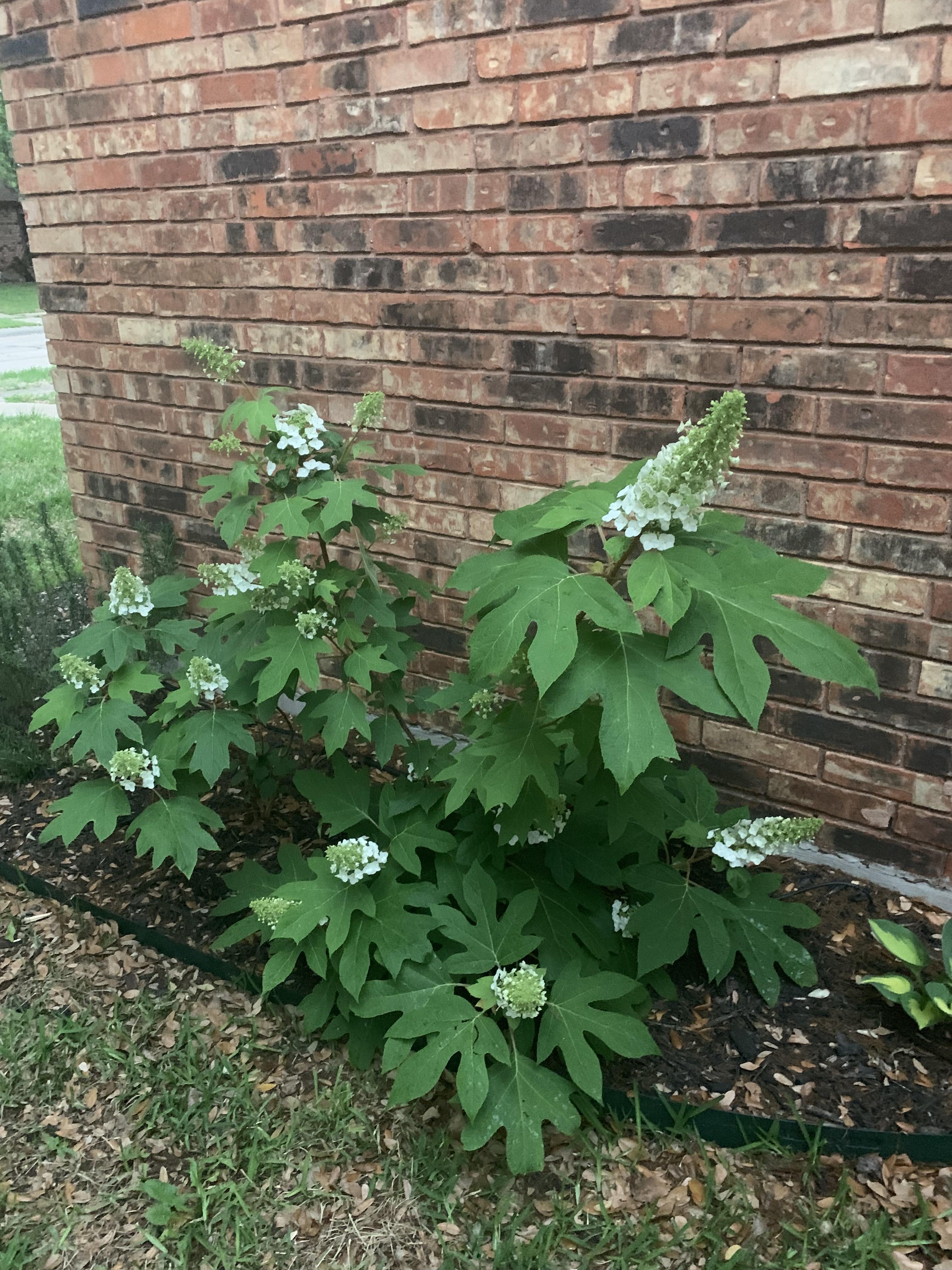 First time my oak leaf hydrangeas have bloomed! 😍 r/gardening