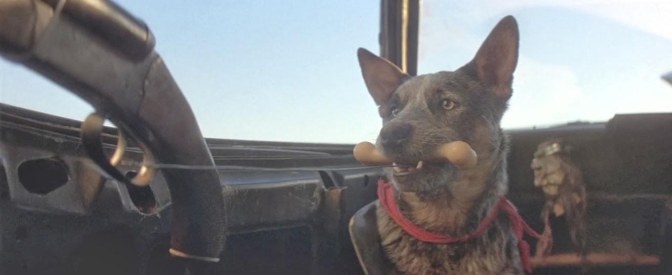 I always loved the Aussie Cattle Dog in Mad Max 2 r/AustralianCattleDog