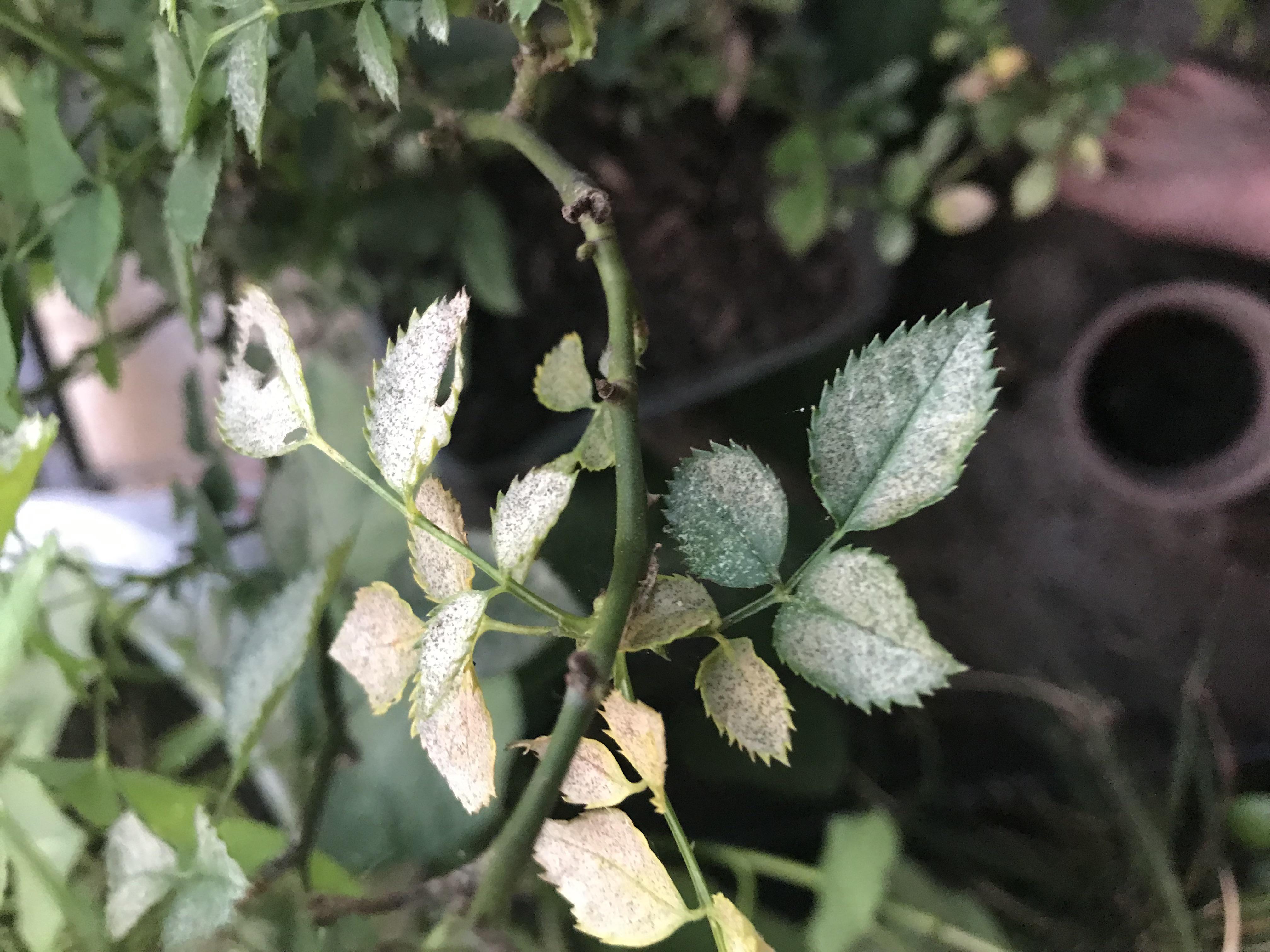 Help, leaves on my rose bush look wrong gardening