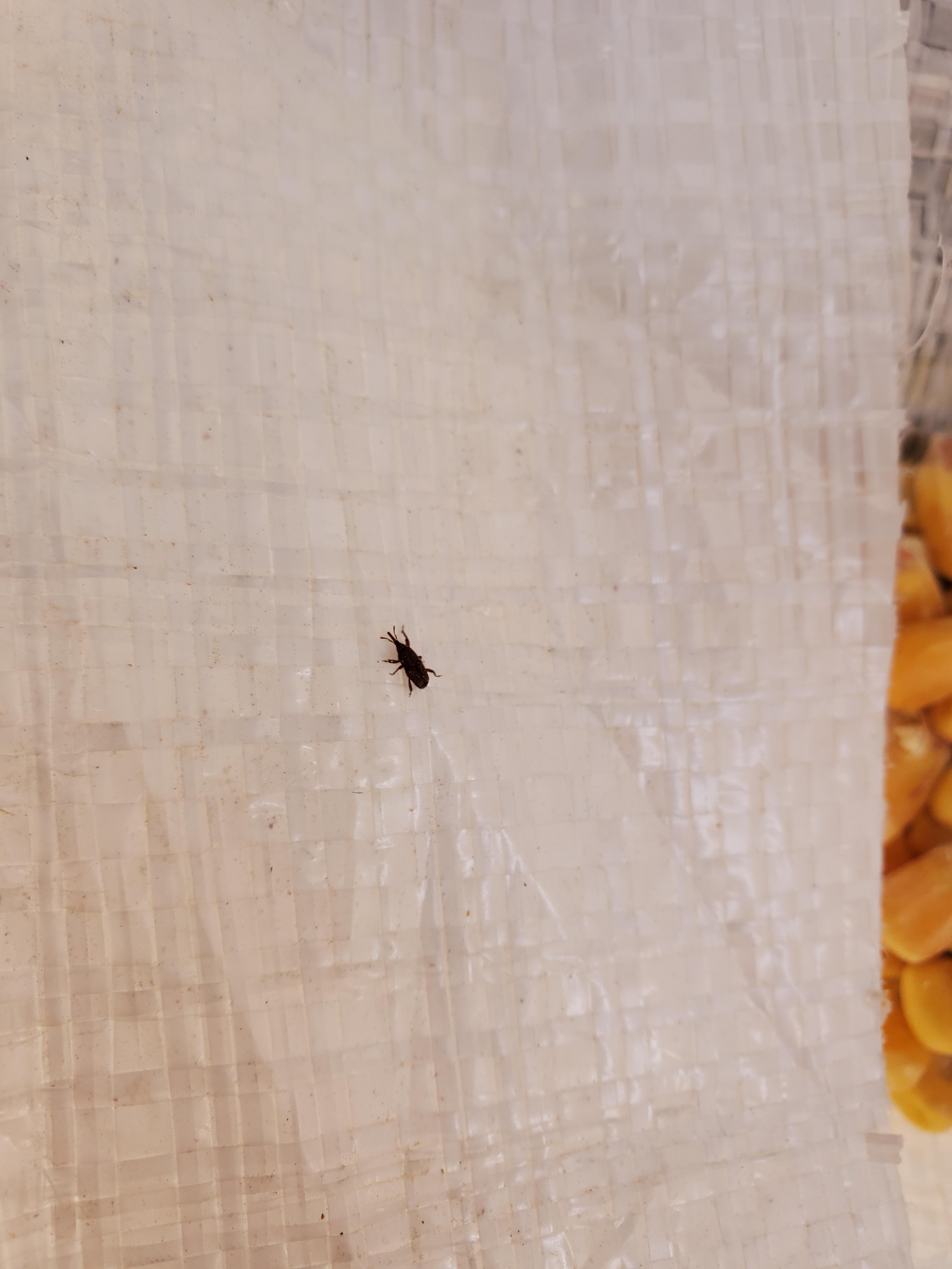 Bugs in chicken corn. Are they harmful? r/BackYardChickens