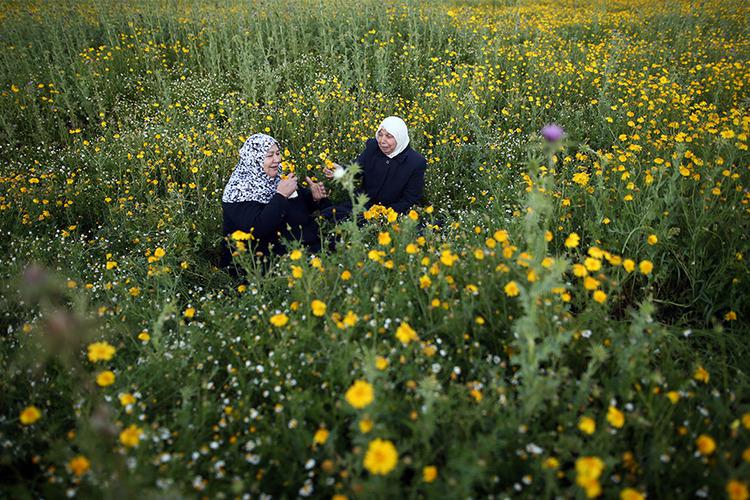 Palestinian women pick wild mustard flowers which grow in fields across