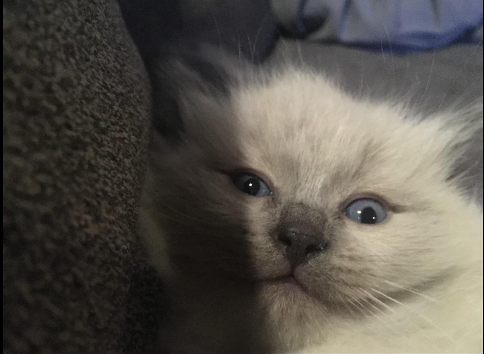 Cross eyed rag kitten r/ragdolls