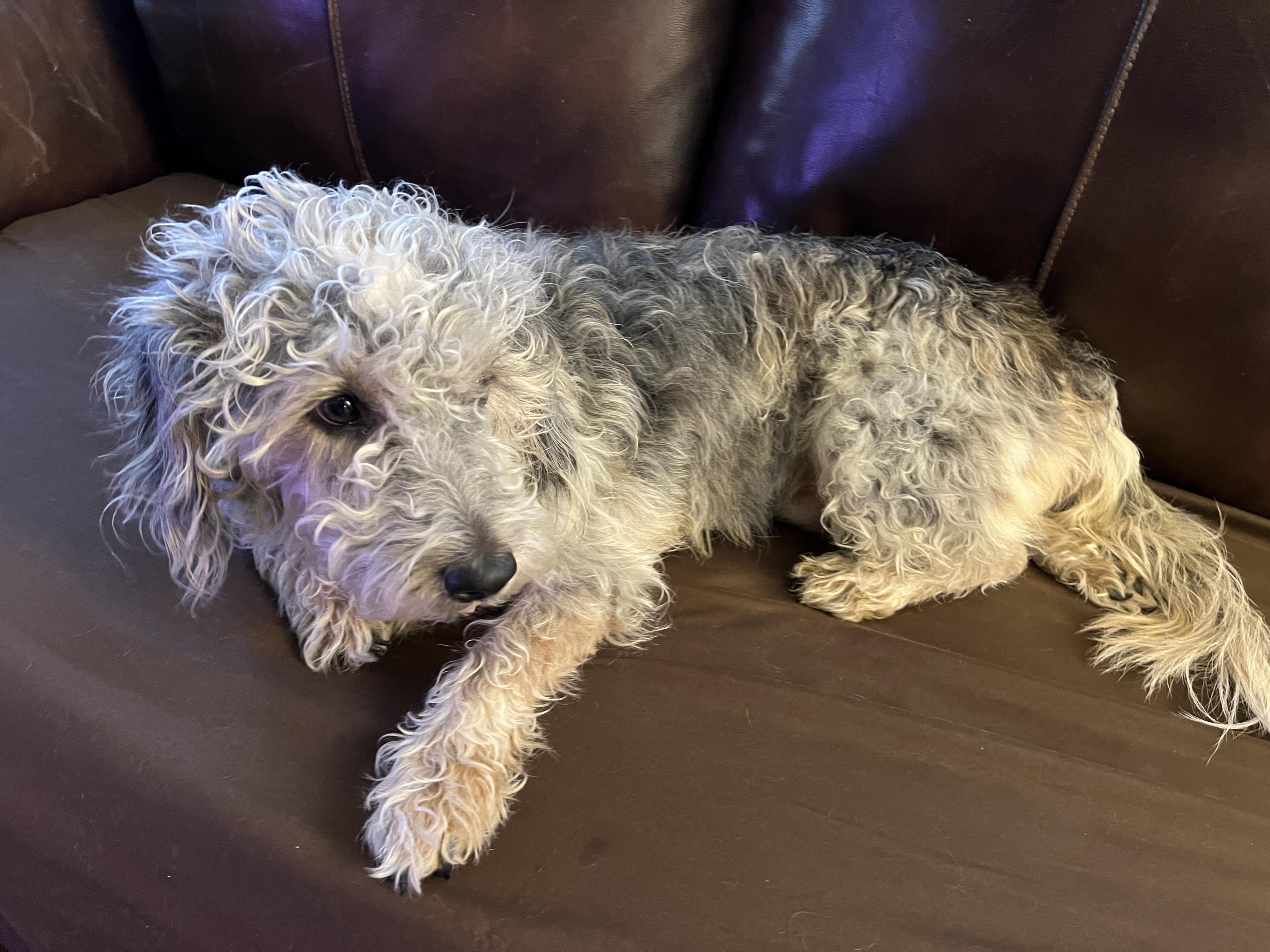 Any idea what breed my dog is? r/DOG