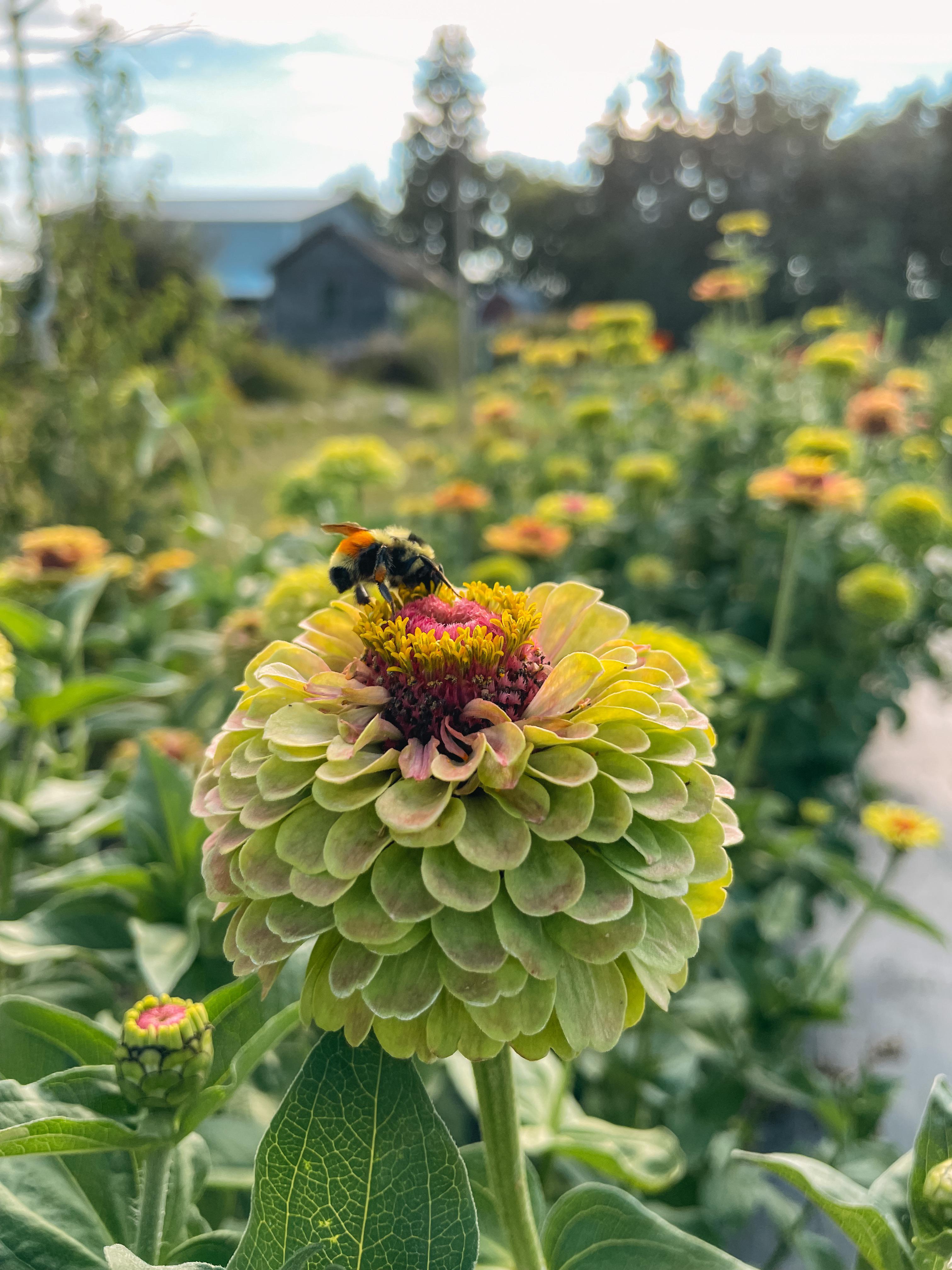 Happy bee on my queen lime zinnias 🐝 r/gardening