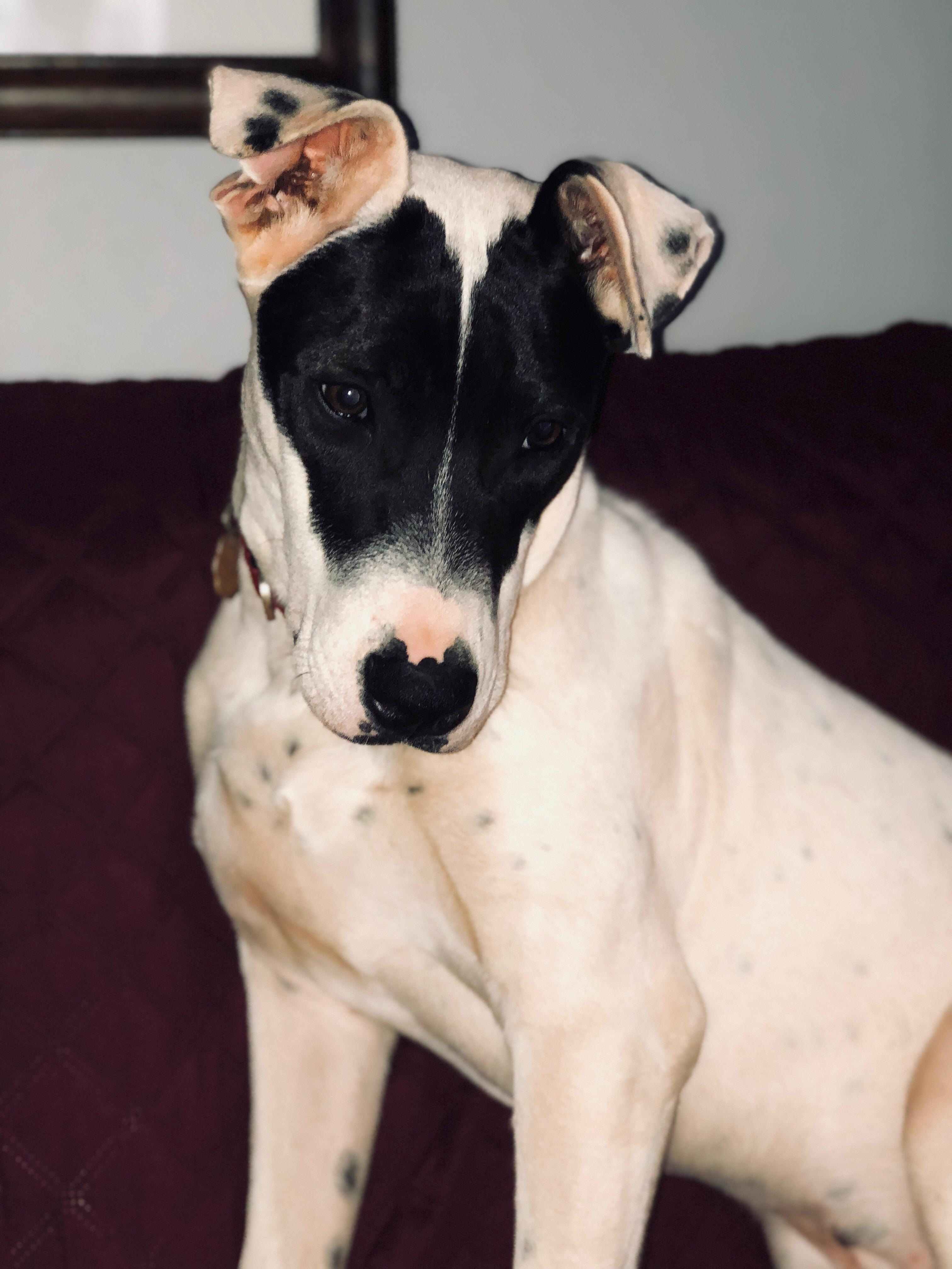 Missing dog in Kennesaw GA!! Neville is his name. r/Atlanta