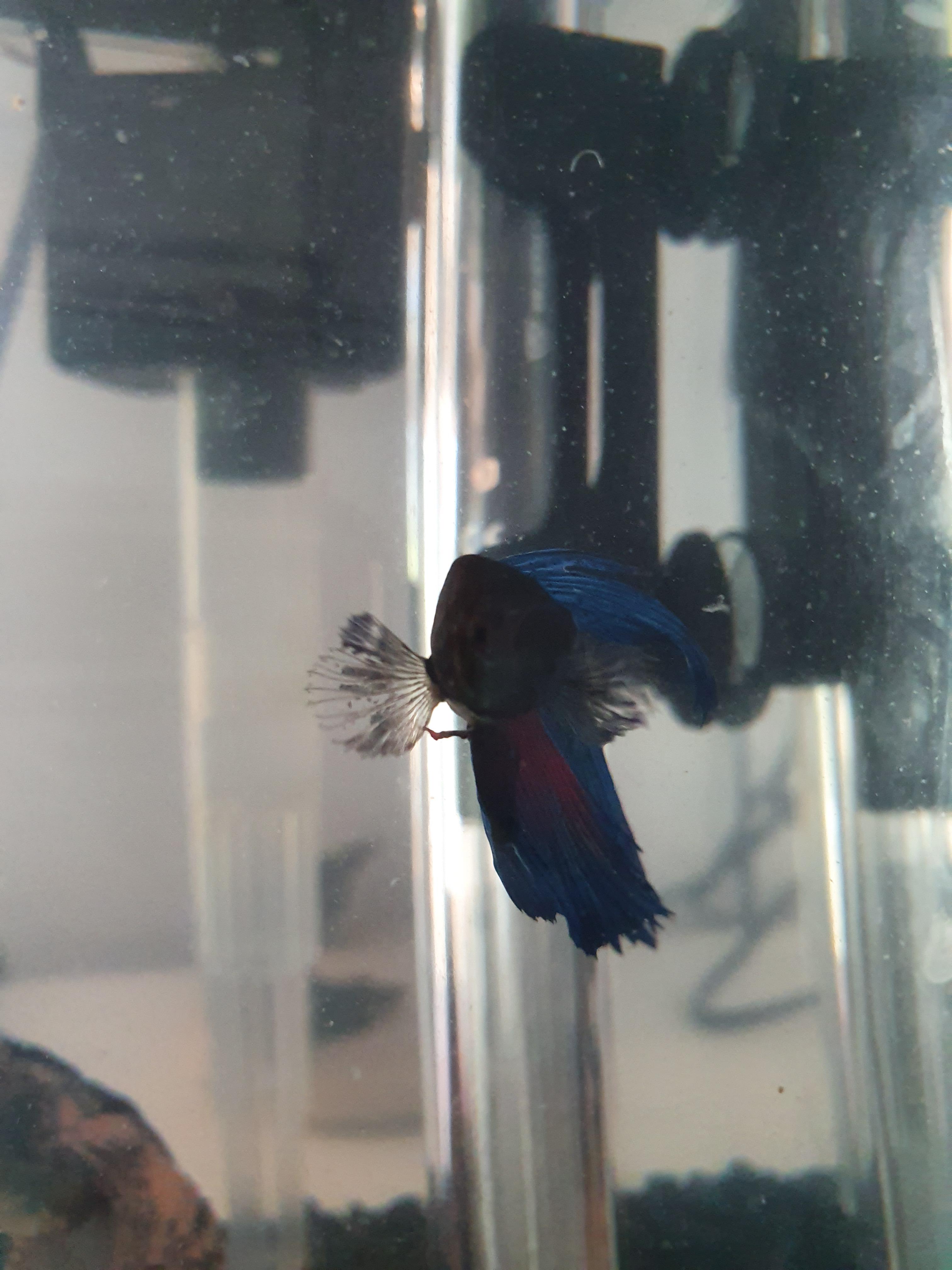 How long does fin rot take to heal? r/bettafish