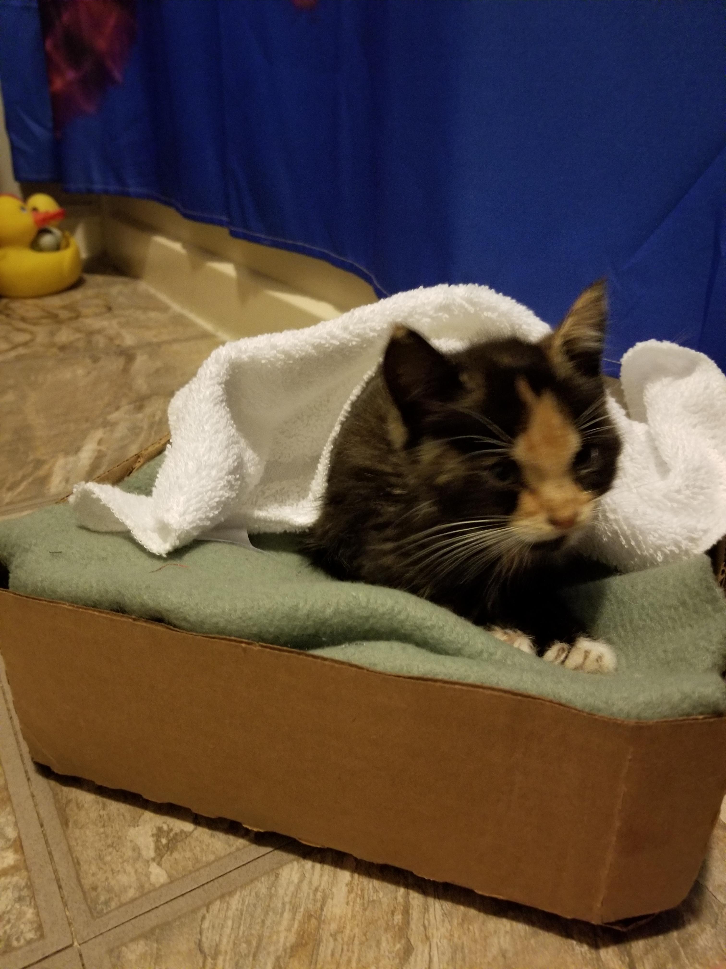 Found a stray kitten (she's about 5 1/2 weeks old). Surprisingly she