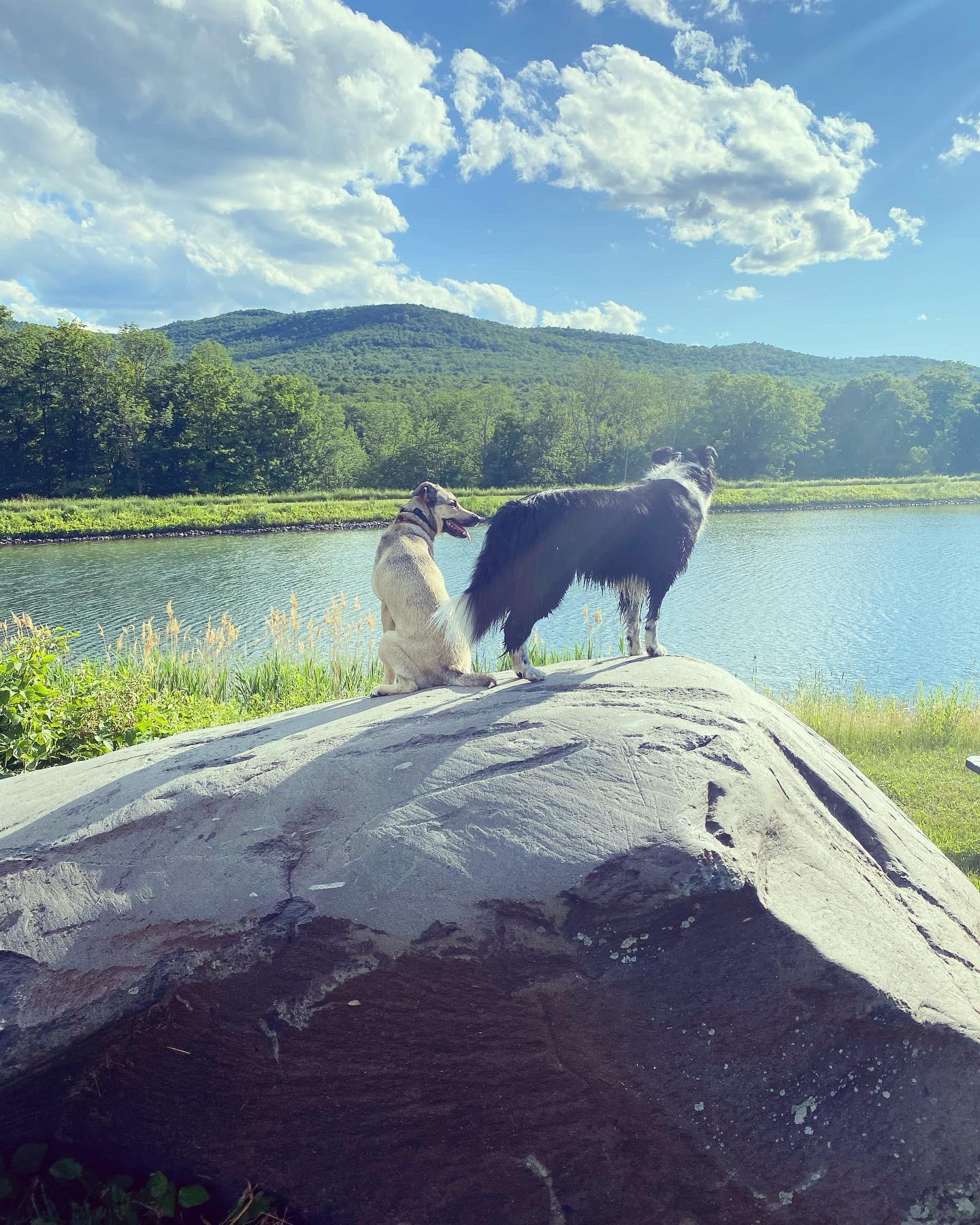 Doggos of vermont, these two are best buds! r/vermont