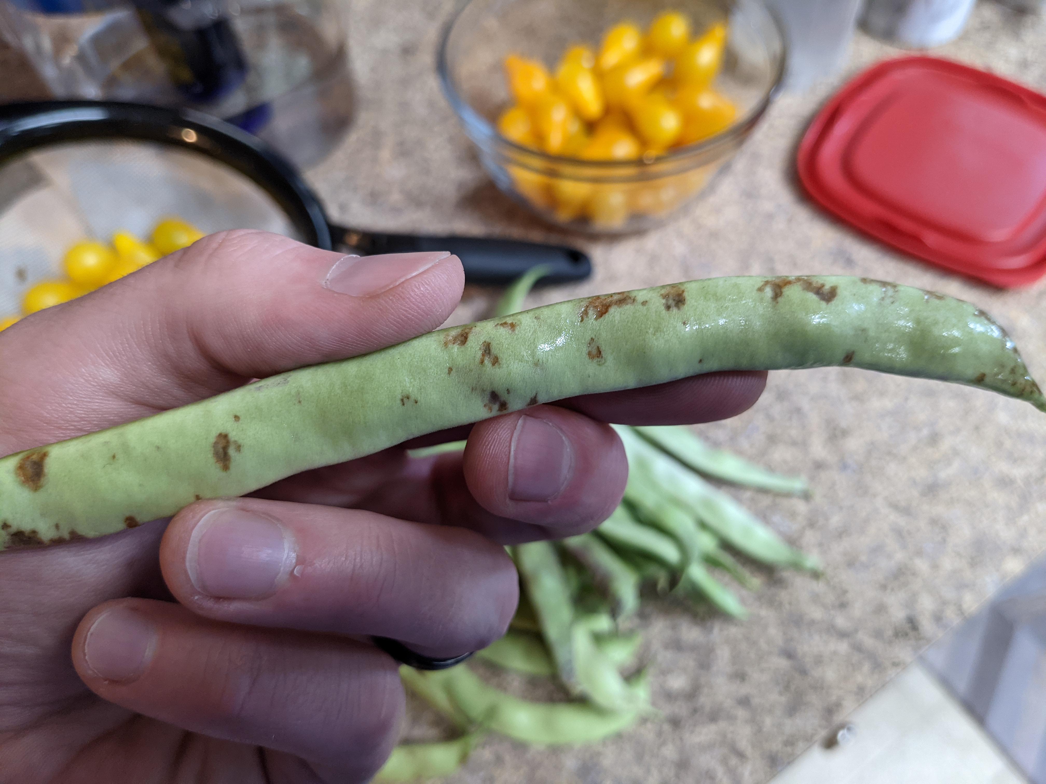 Does anyone know what's up with these brown spots on my beans? Are they