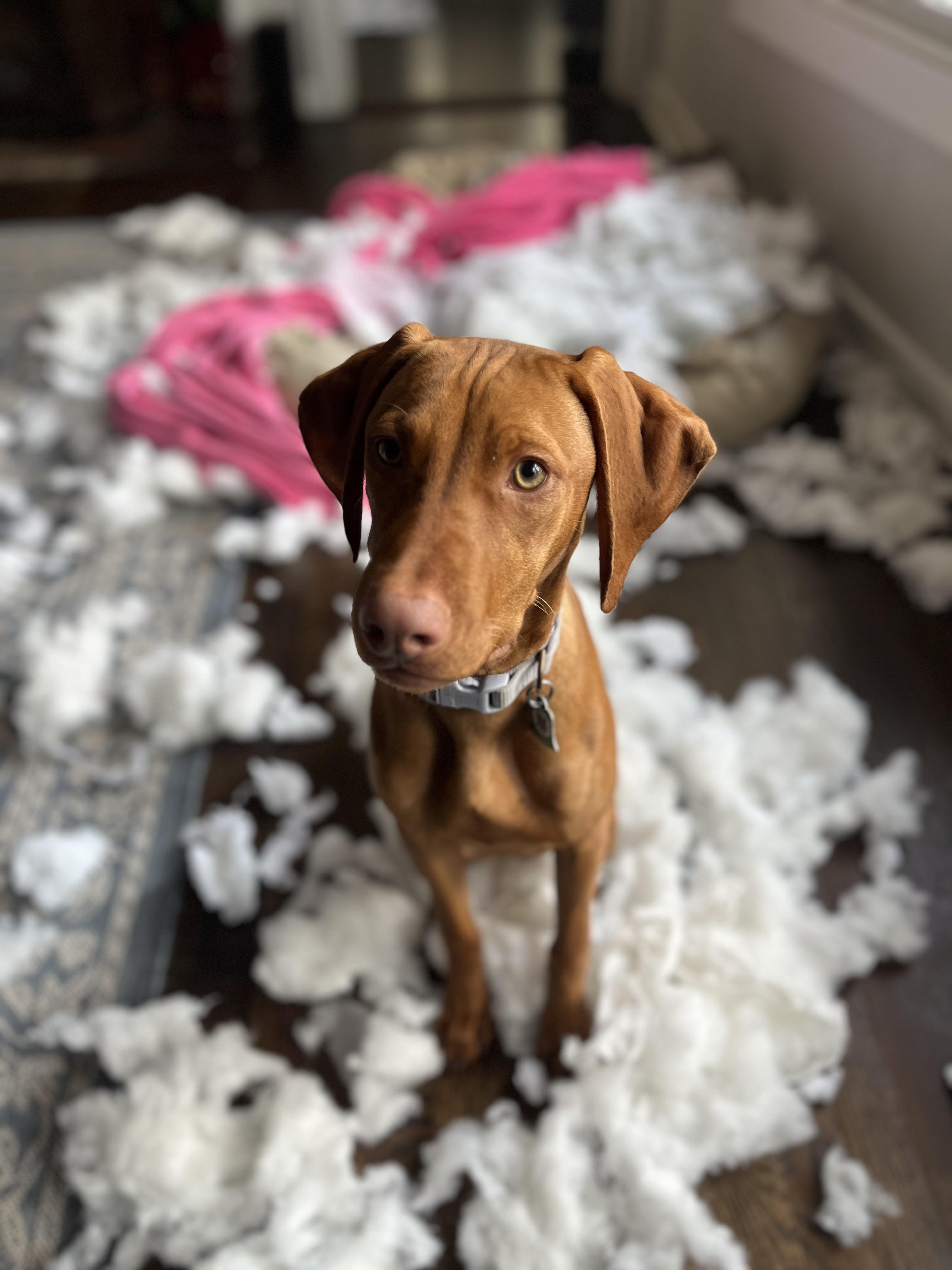 New puppy killed our LL Bean dog bed r/vizsla