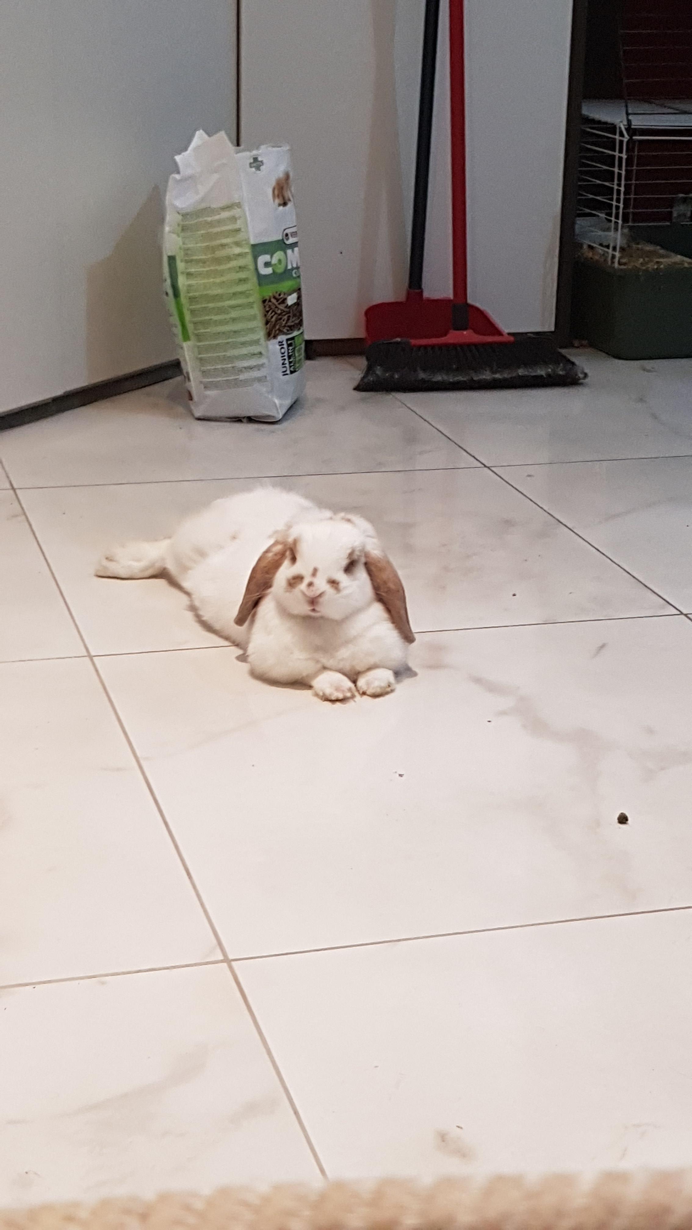 I just found out my bun,fluffy, has breast cancer. She a fighter so im sure she will kick its