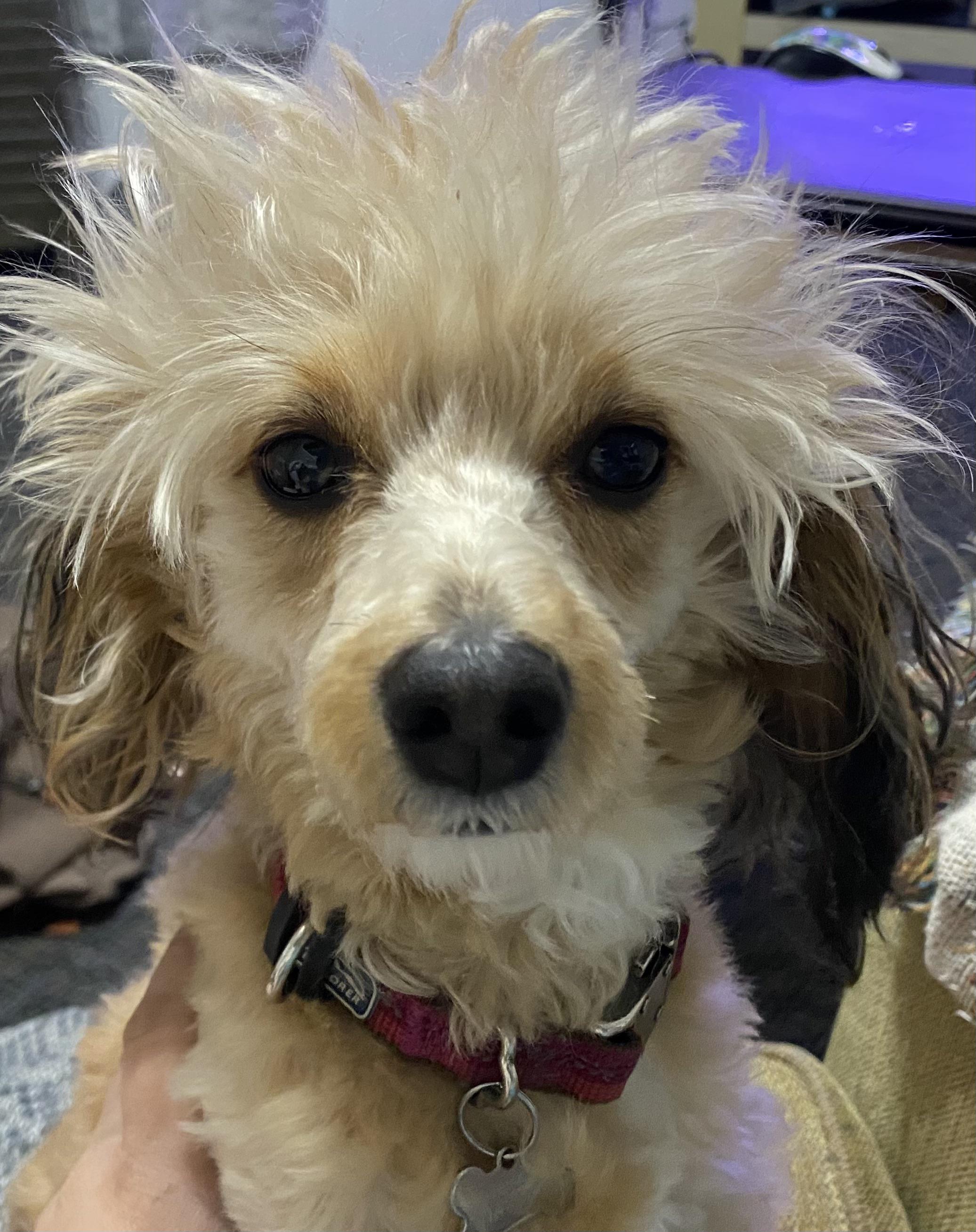 Pheobe is half Australian shepherd, half mini red poodle. I struggle