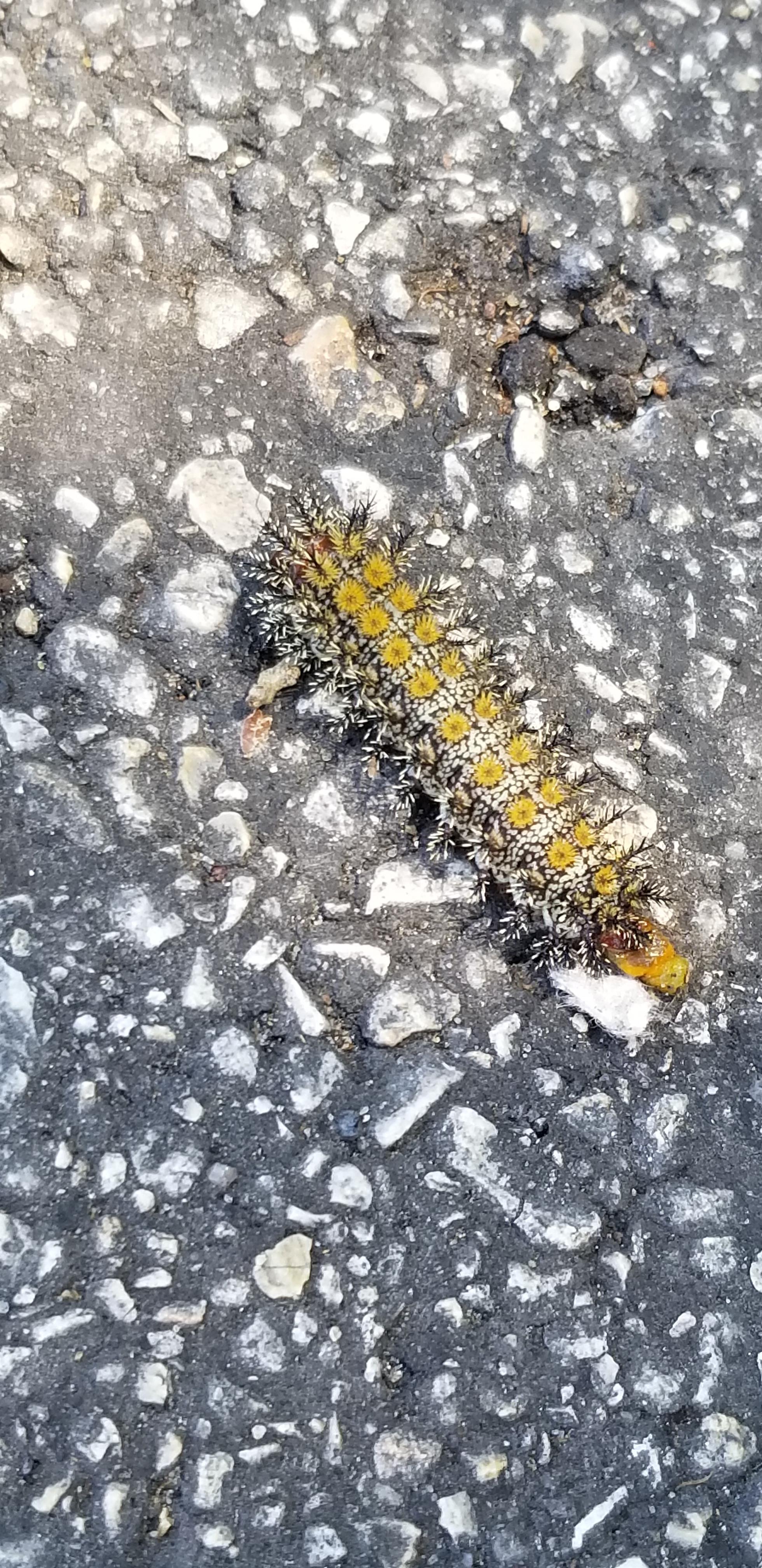 Found this caterpillar in Sea World, San Antonio. It's black with white