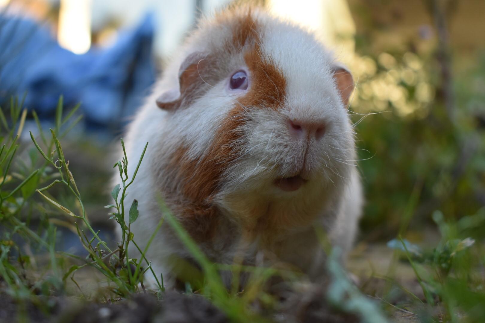 My guinea pig died yesterday. I miss him so much. r/guineapigs