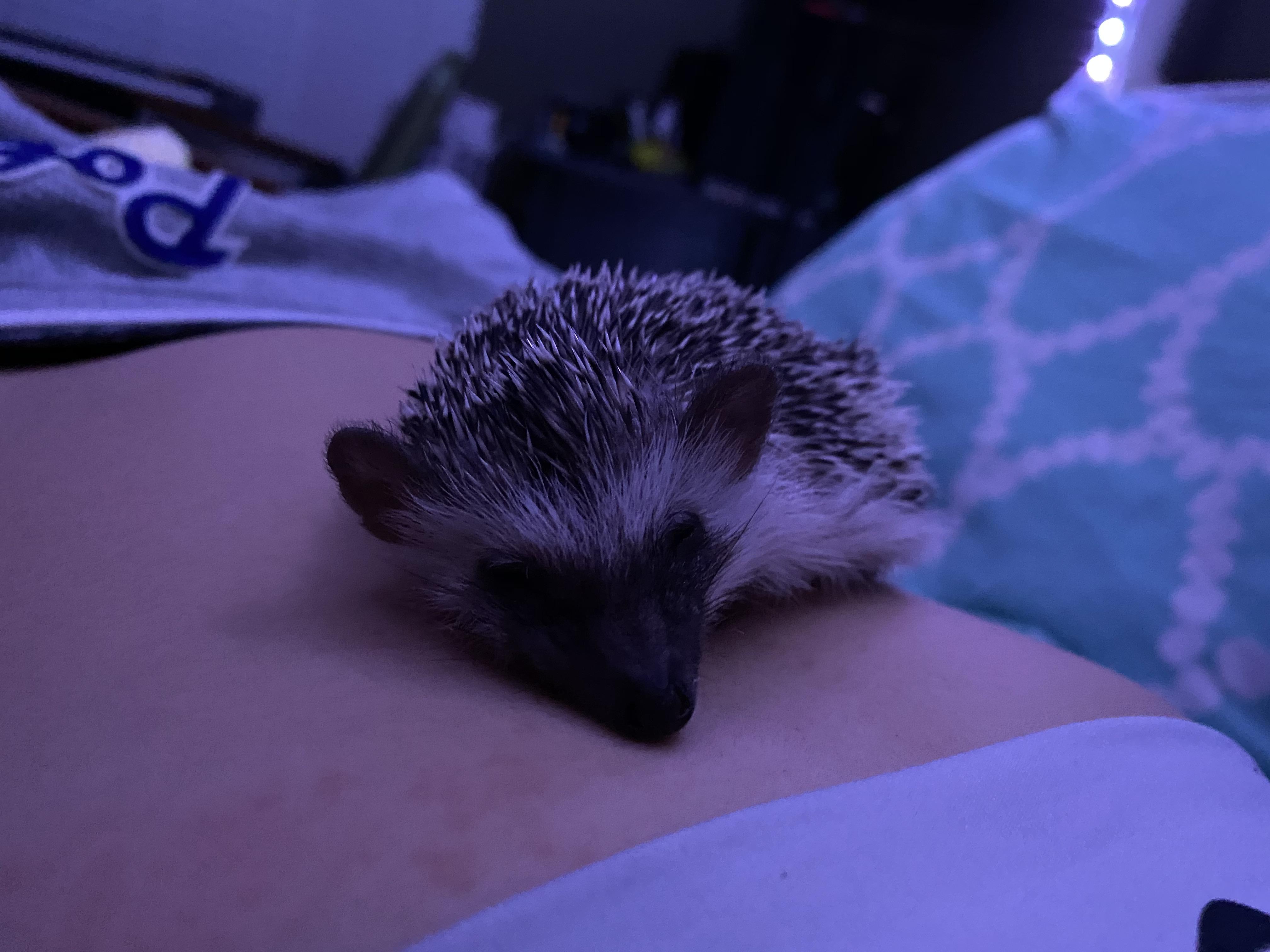 Meet Bean, I just brought him home! Any for a heat lamp