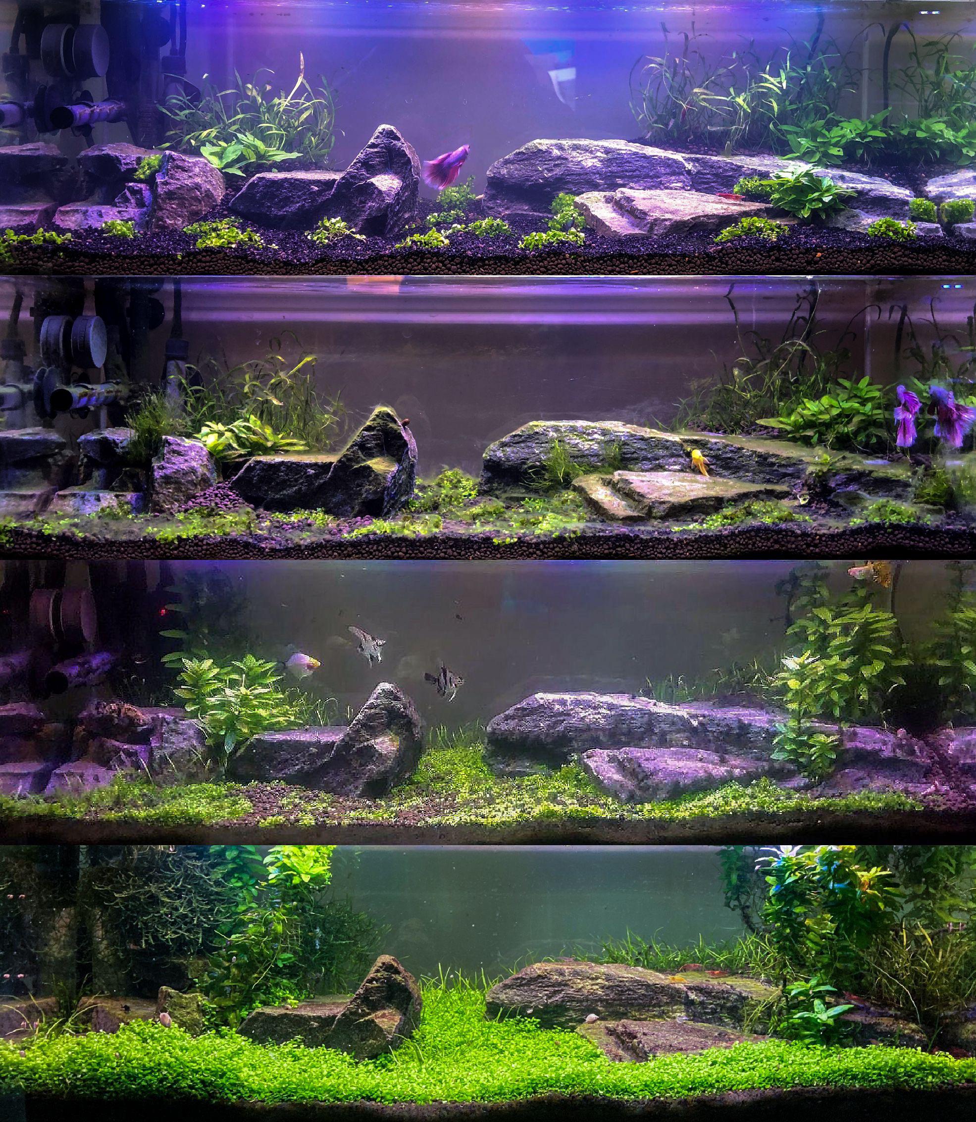 18 months without a water change Aquariums