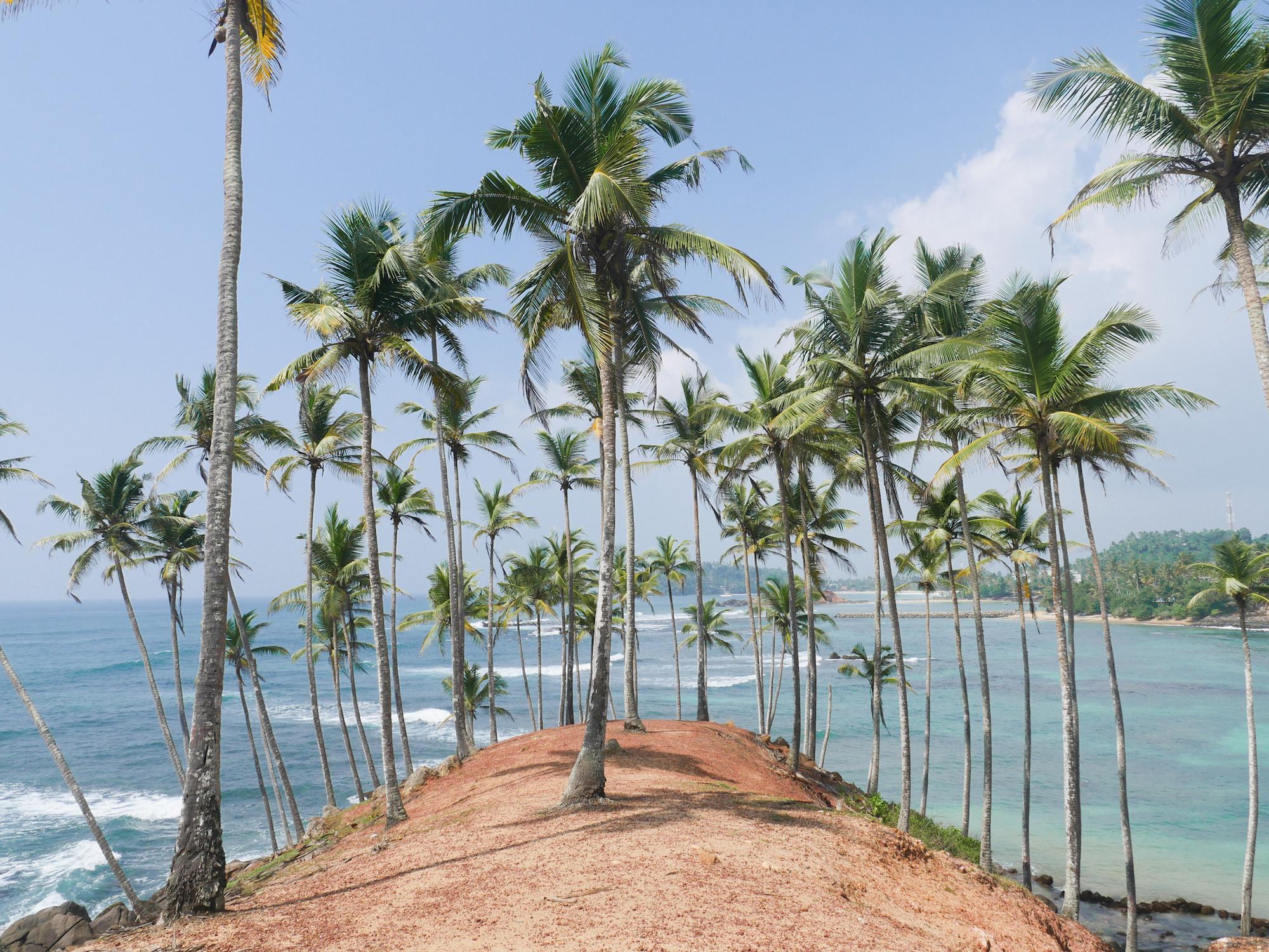 Palm Tree Dome in Sri Lanka r/travel