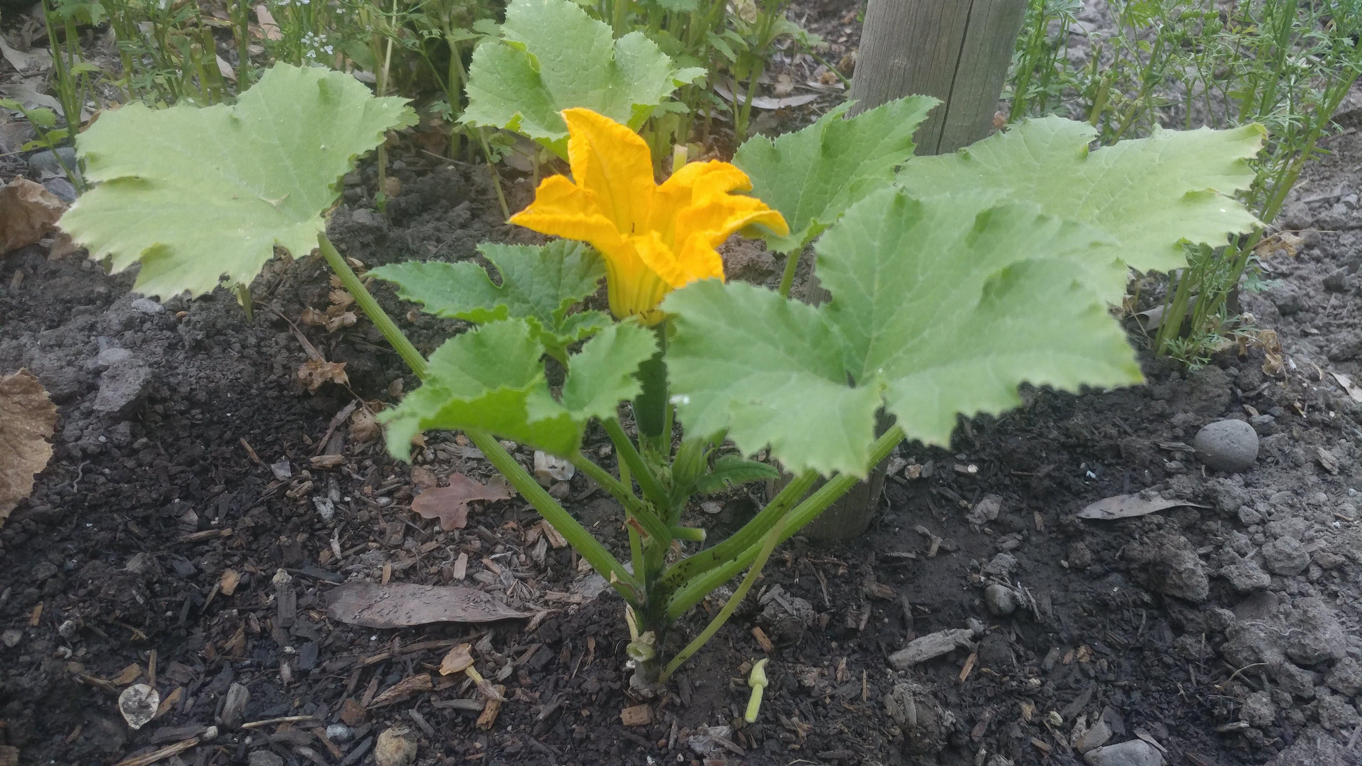 Black Beauty zucchinis not growing well ( They're stuck at around 10