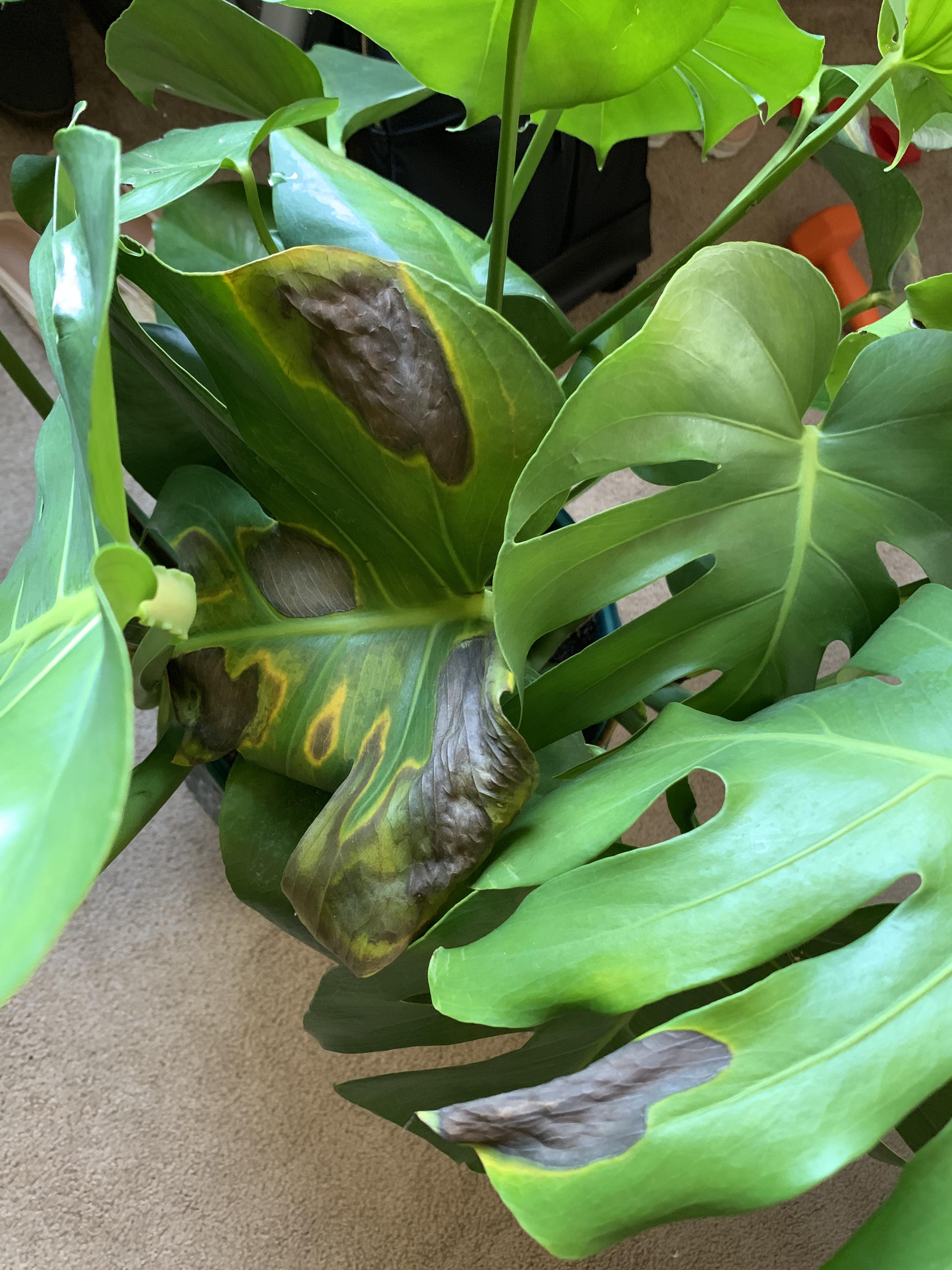 Sunburned Monstera Guidance houseplants