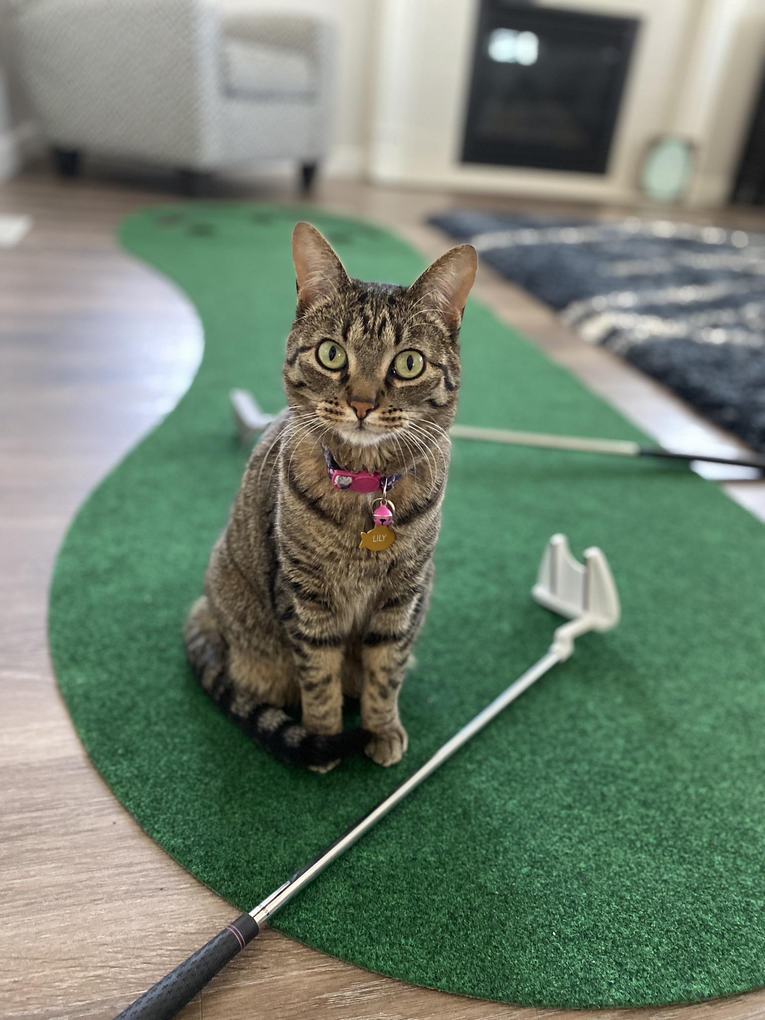 X Cat Golf Clubs