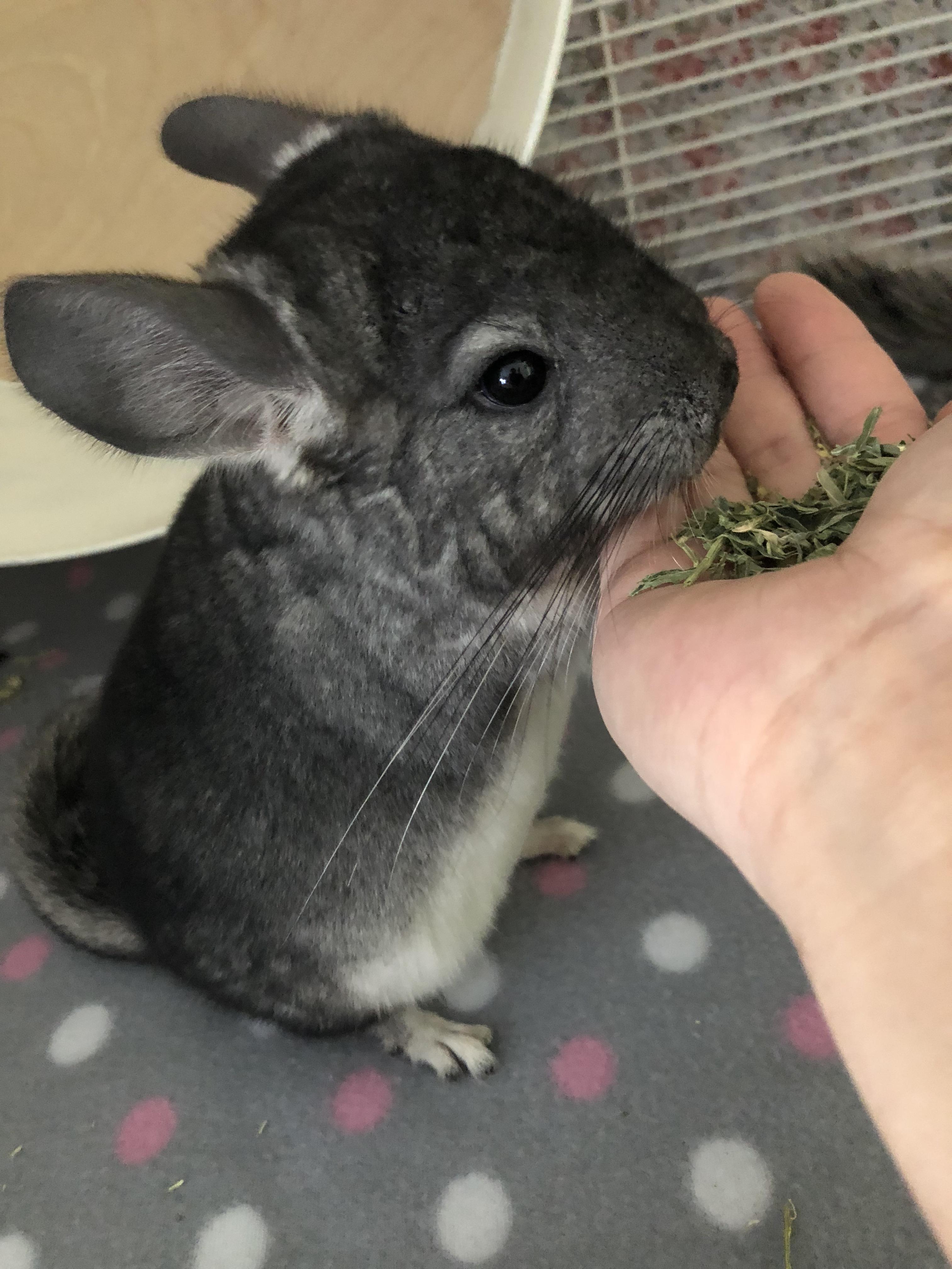 Totoro enjoying some alfalfa hay r/chinchilla
