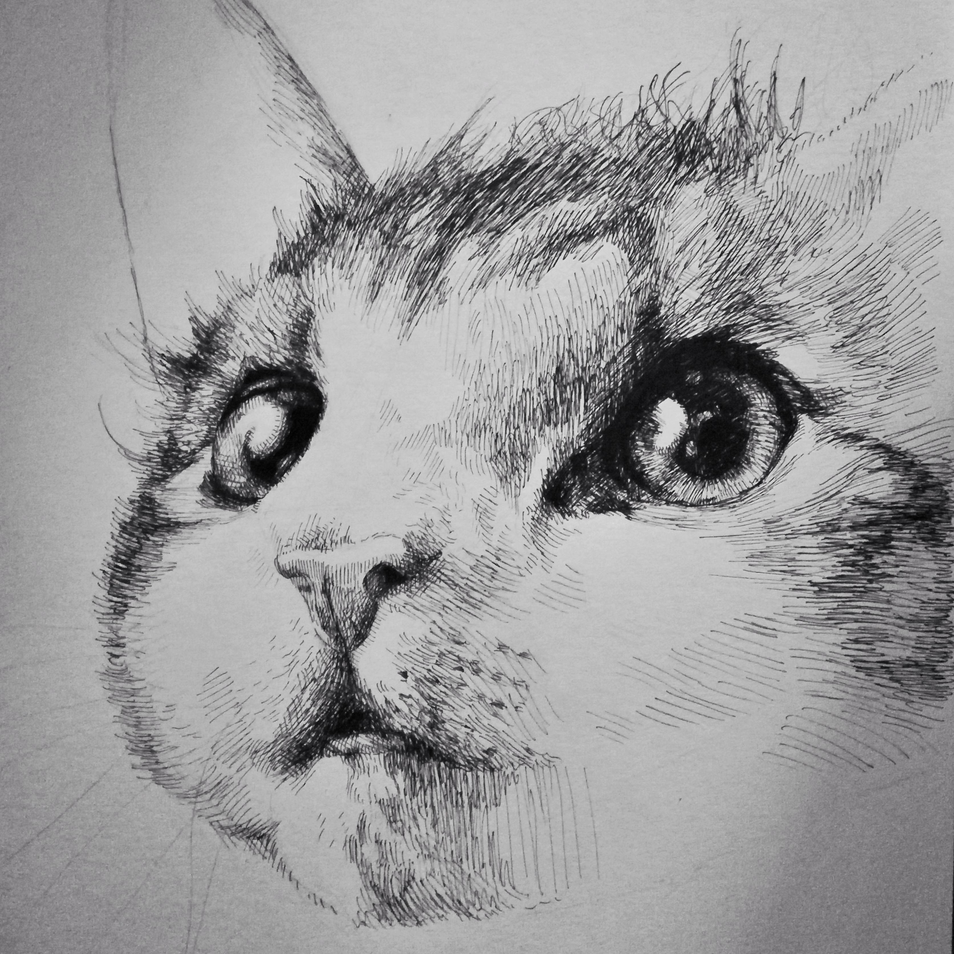 Pen And Ink Cat,Me,A4Paper,2019 r/Art