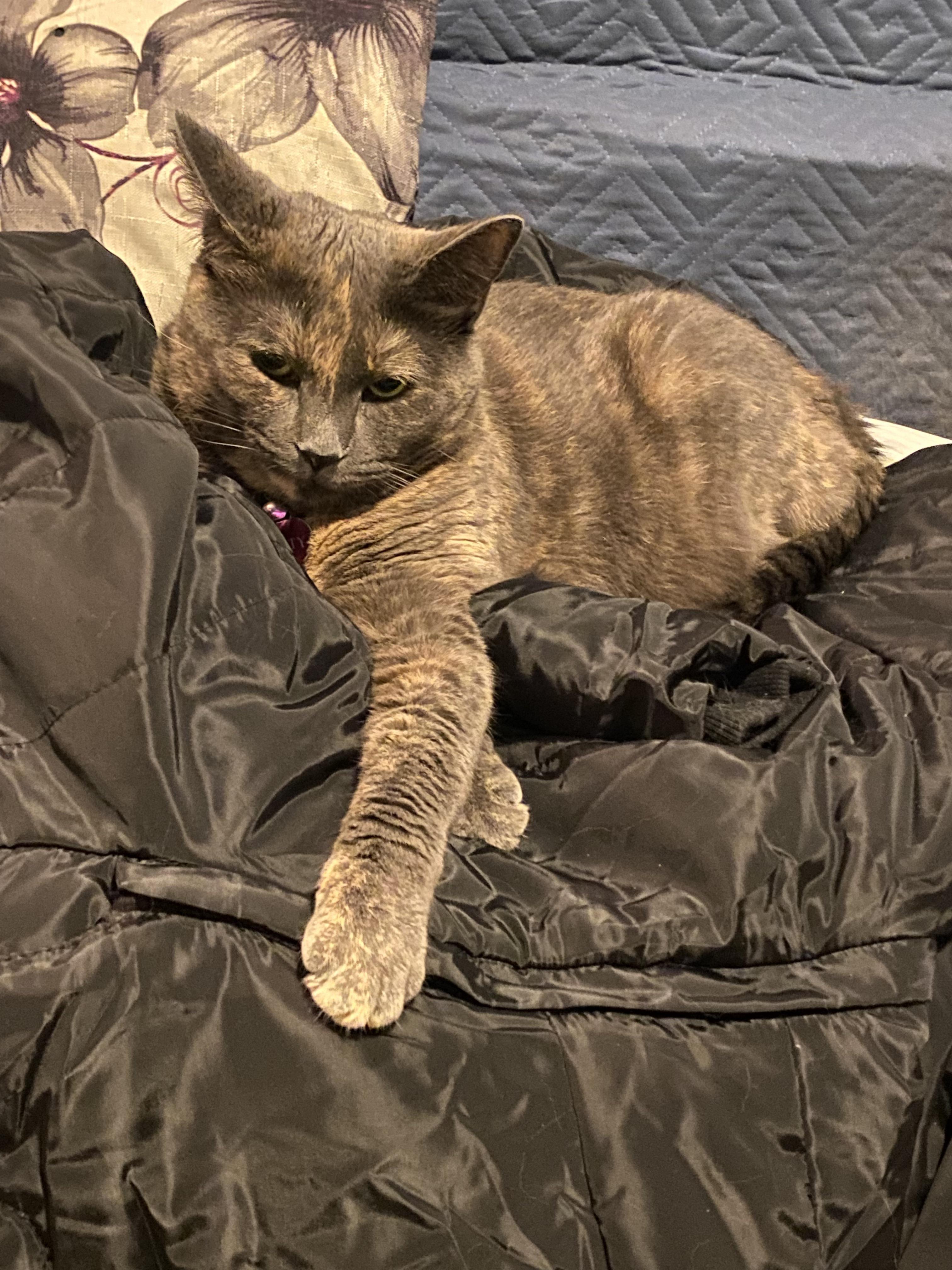 My girlfriends kitty cat 🐱 r/cats