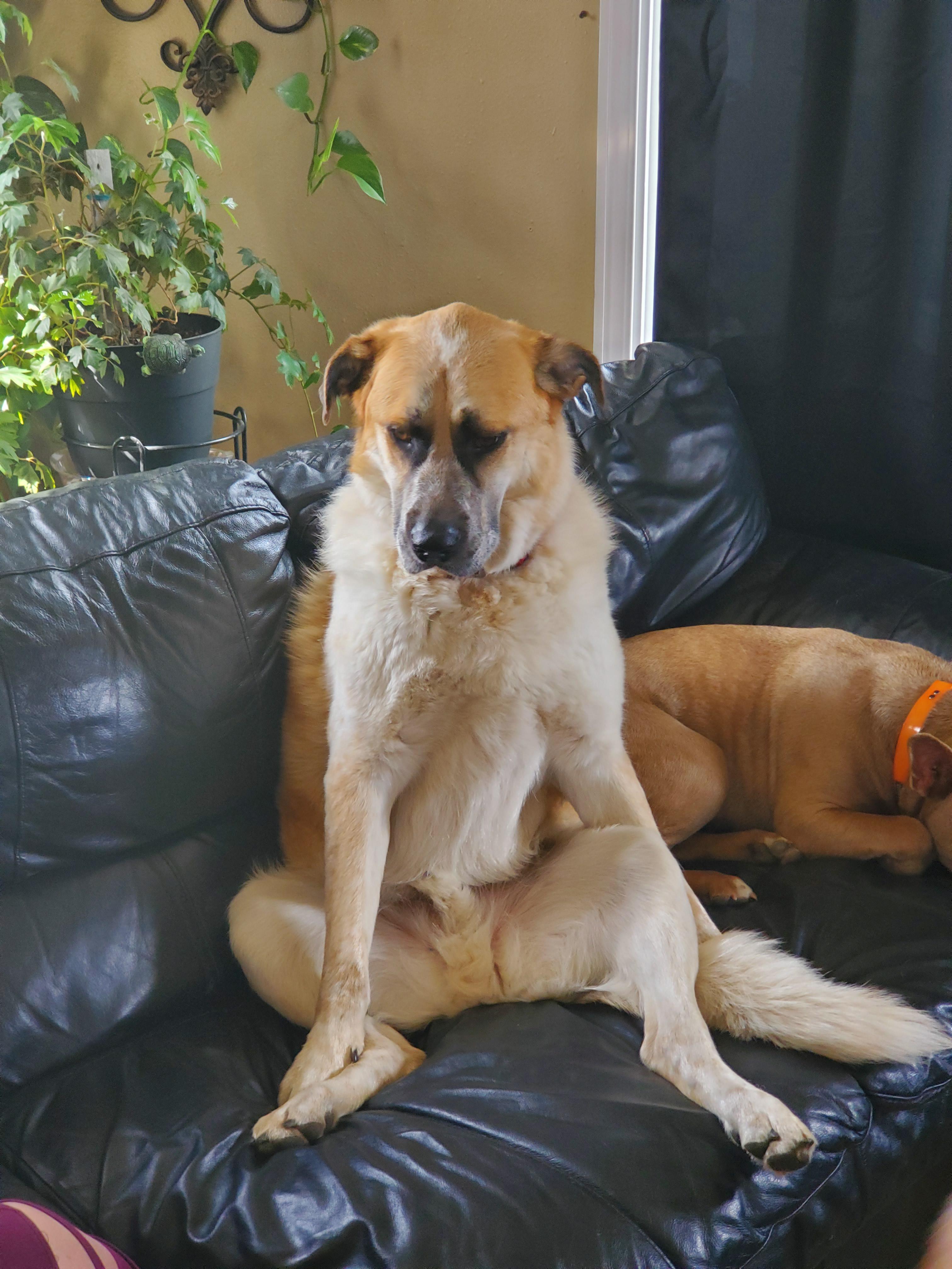 My dog always sits like this on the couch r/AnimalsBeingDerps