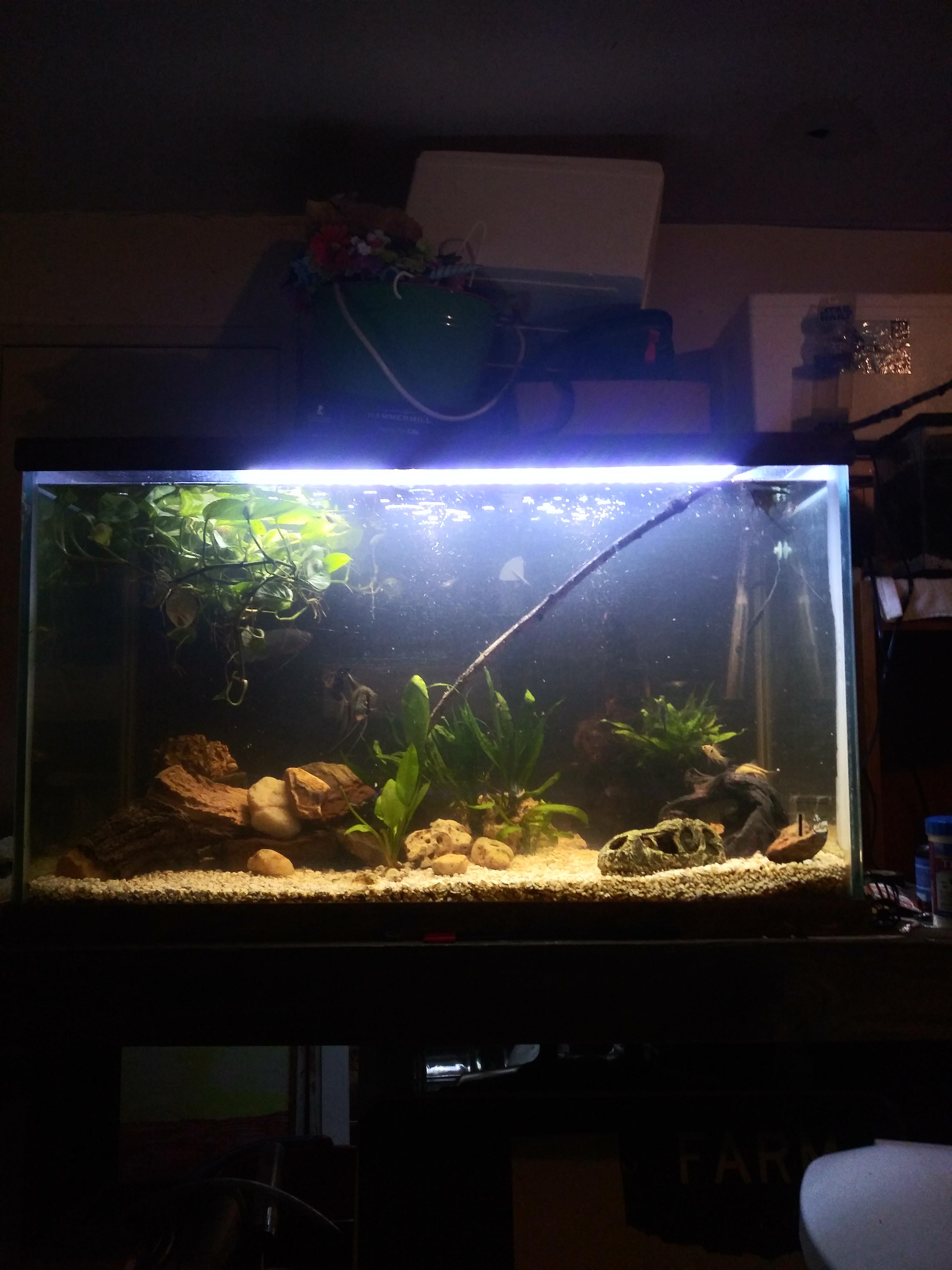 New to Aquascaping, how's it look? Riverbed aquarium is still a work in