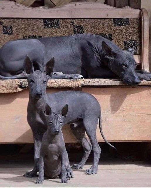 A family of Xolos, one of the most ancient dog breeds in the world