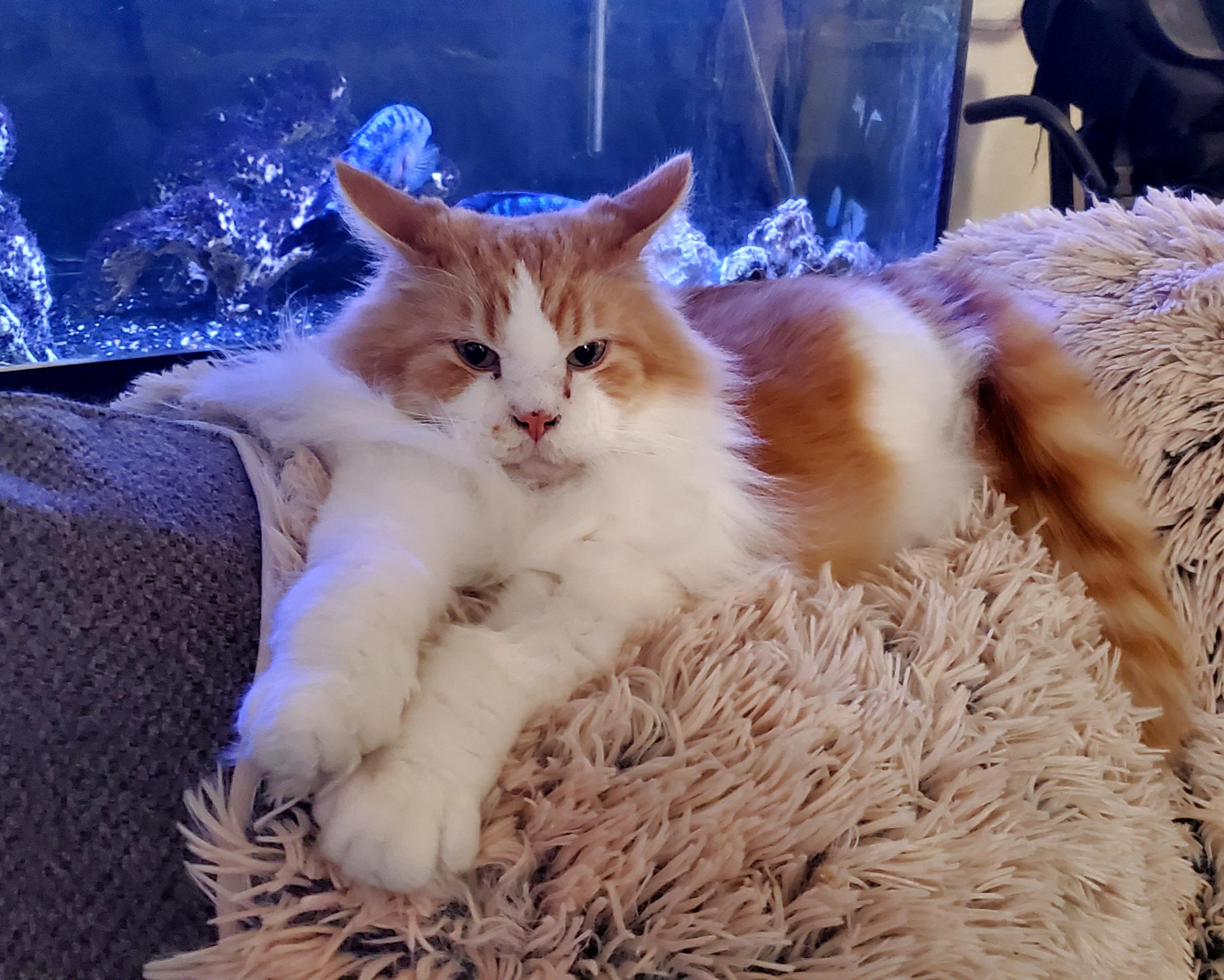 Julius is the most content cat I've ever known. r/OneOrangeBraincell