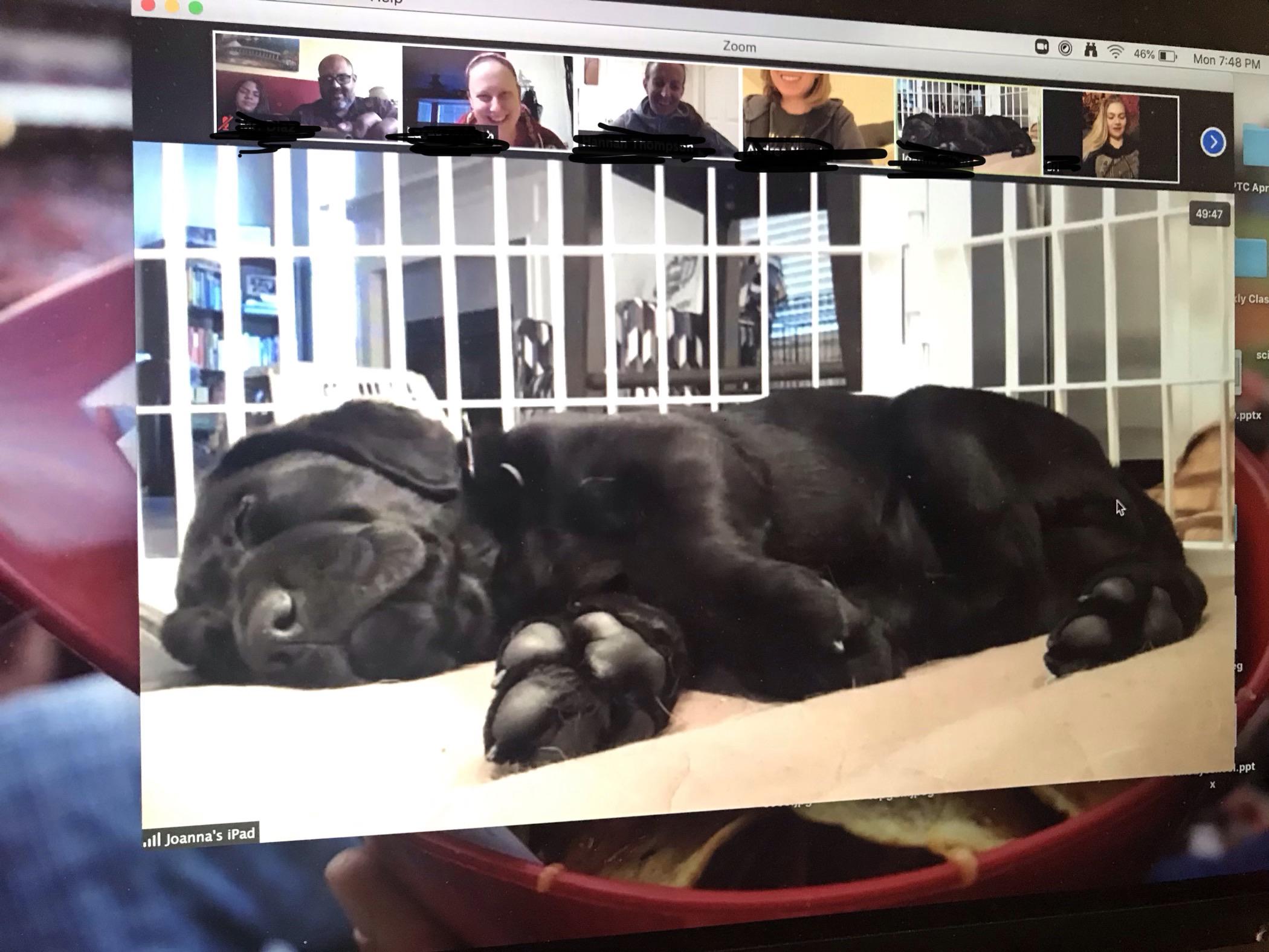 129 best ideas for coloring Zoom Zooms Pets