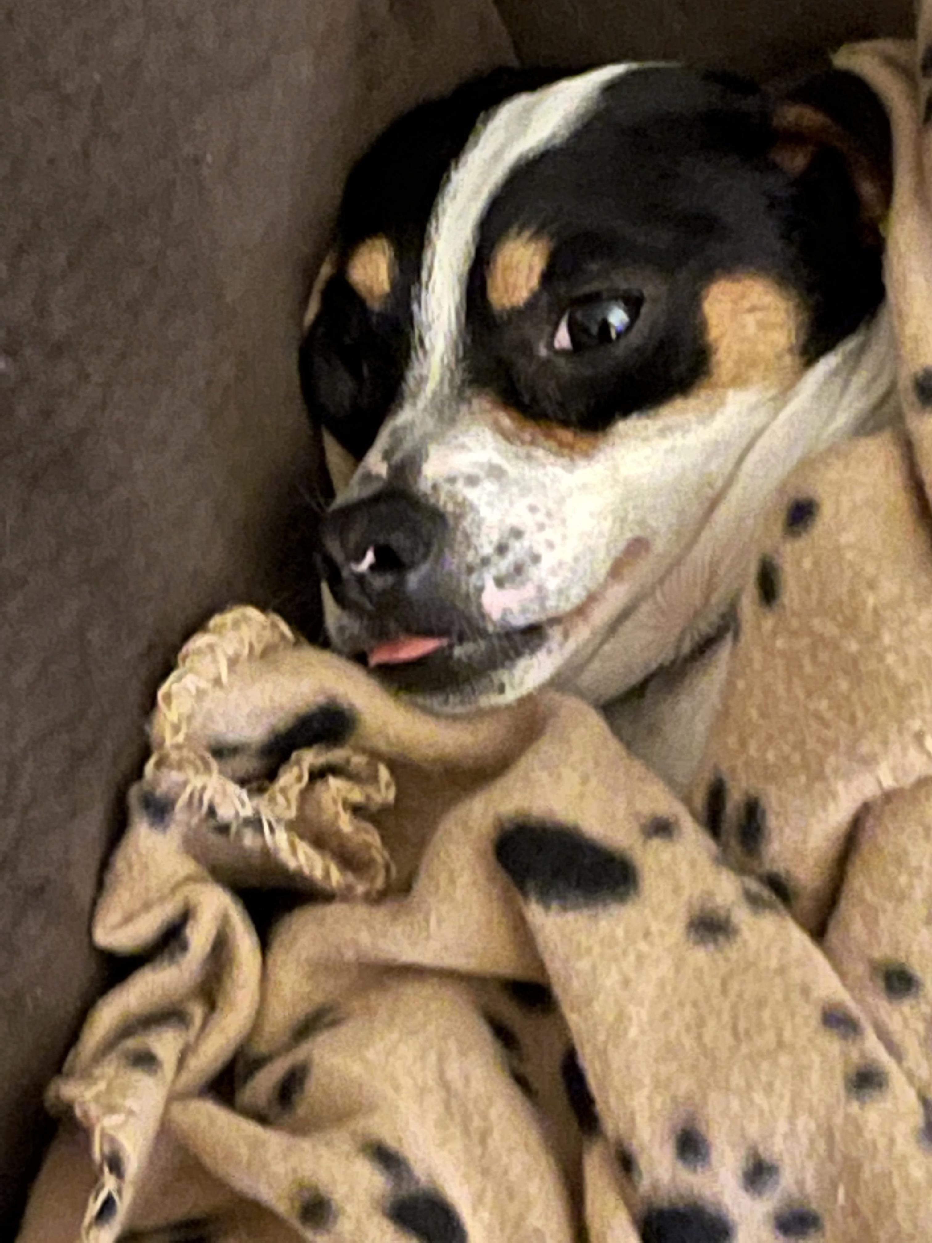 My dog and his blanket Eyebleach