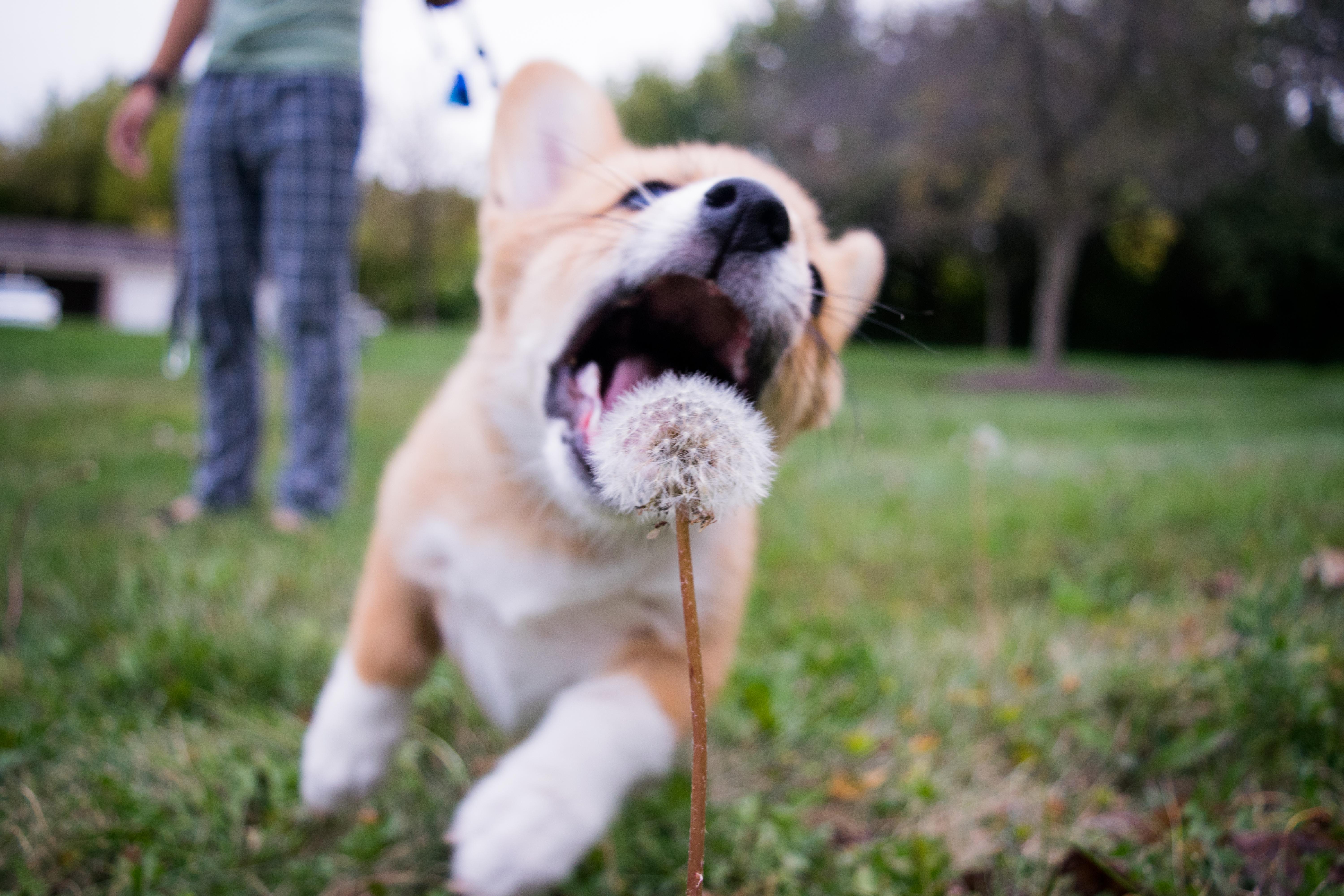 PsBattle This puppy eating a dandelion