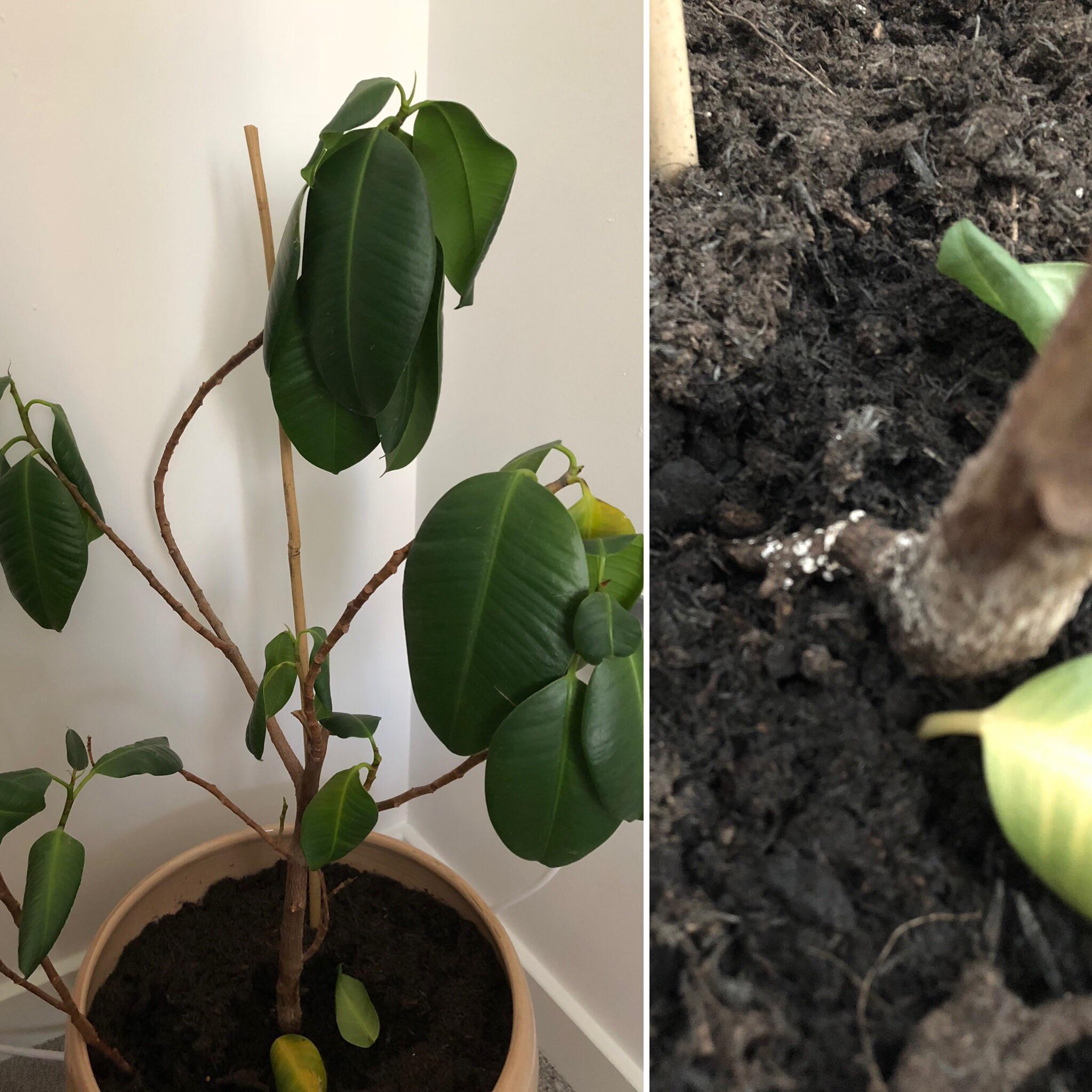 Our rubber plant has recently started wilting, tried repotting